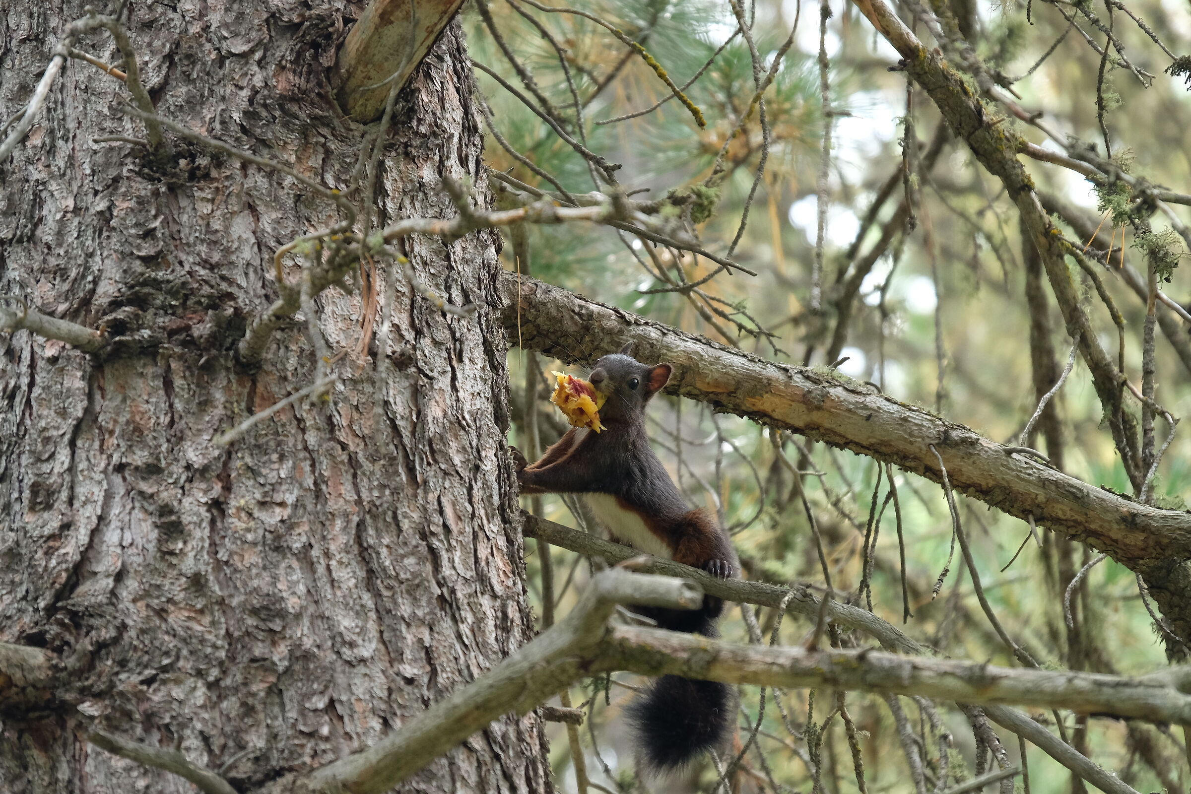 inaspettato incontro nel bosco