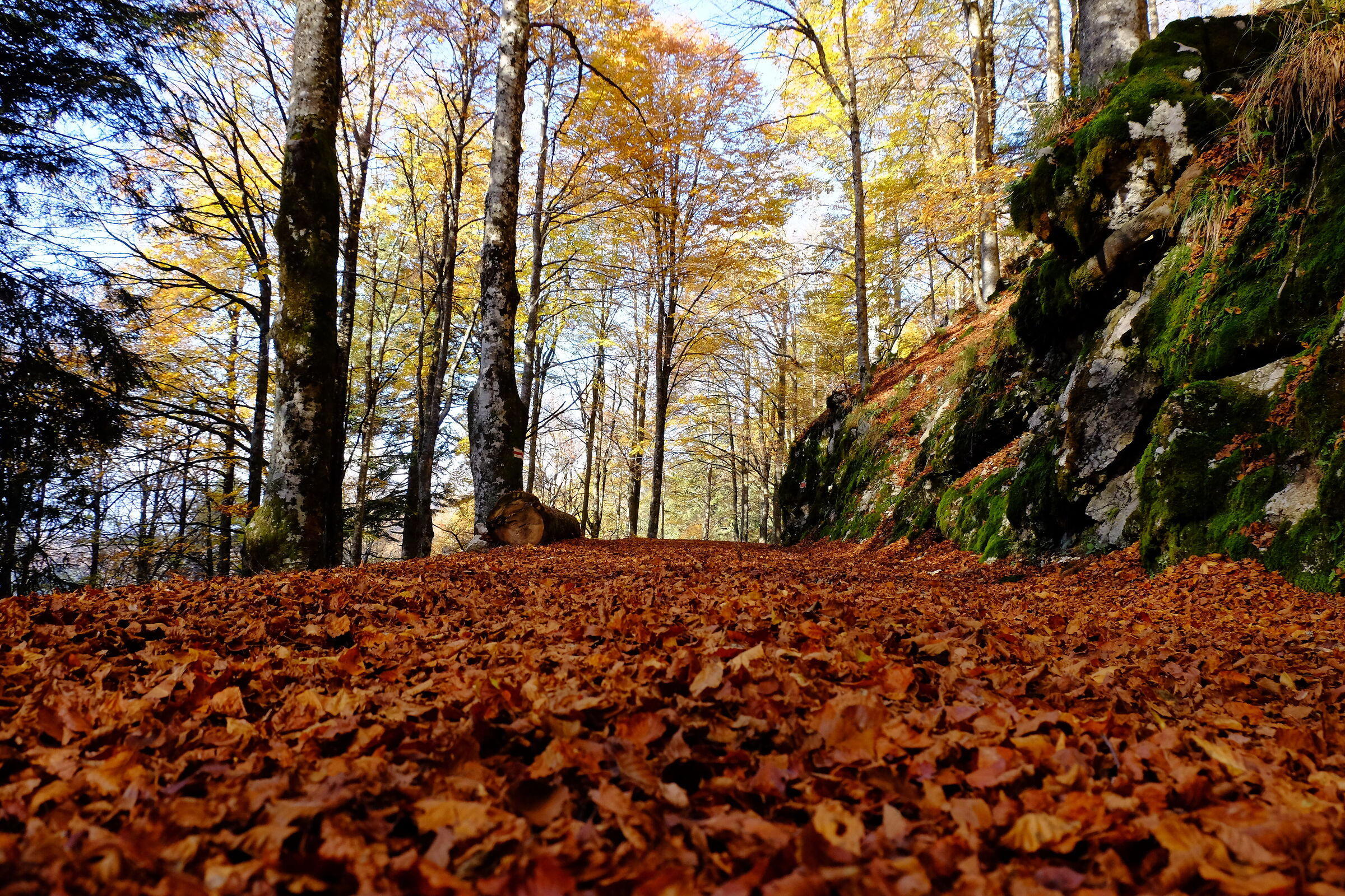 Fogliage in cansiglio