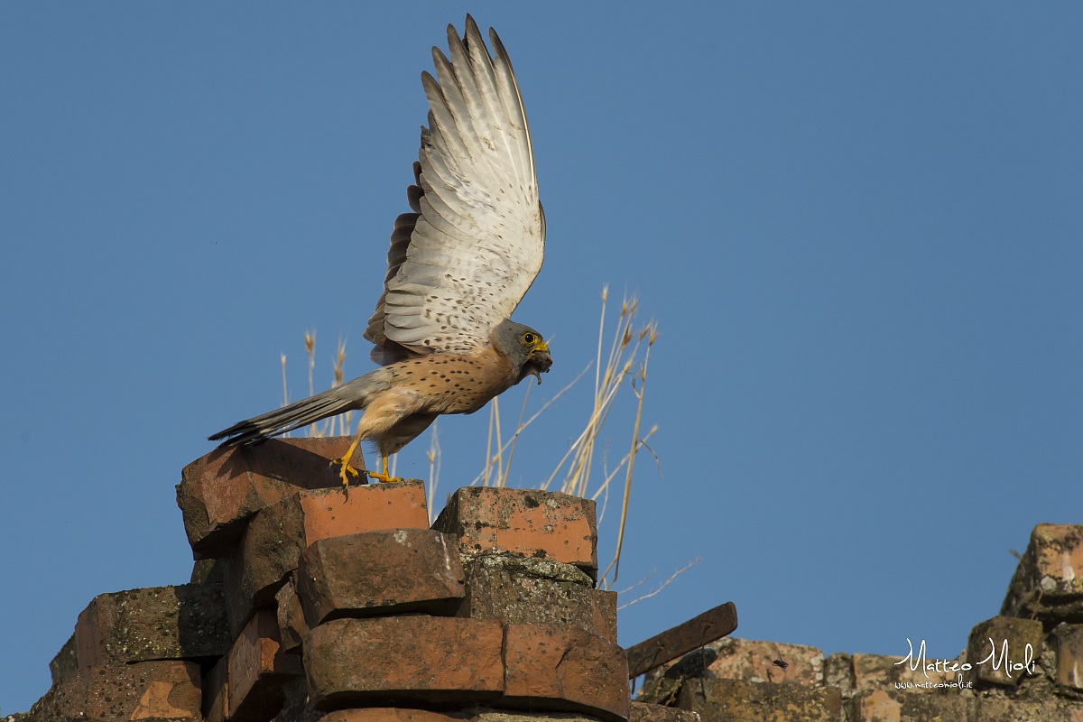 Lesser Kestrel Male