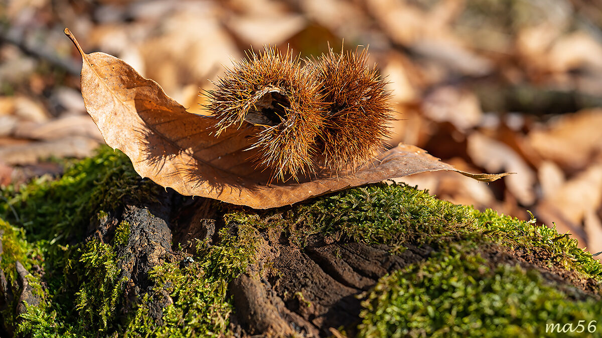 quel che resta dell'autunno...