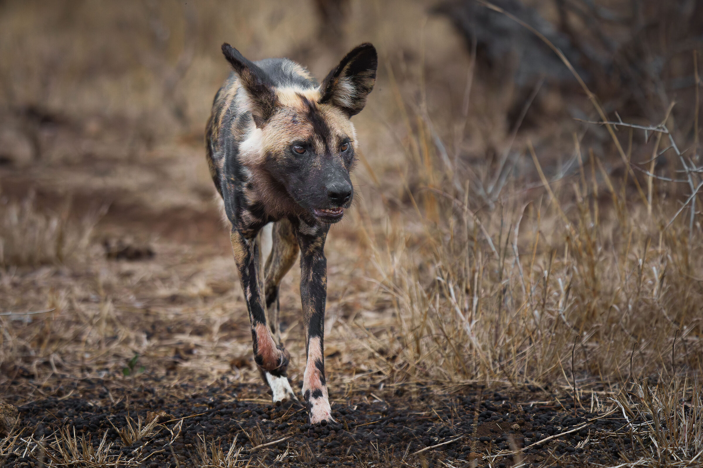 Wild Dogs