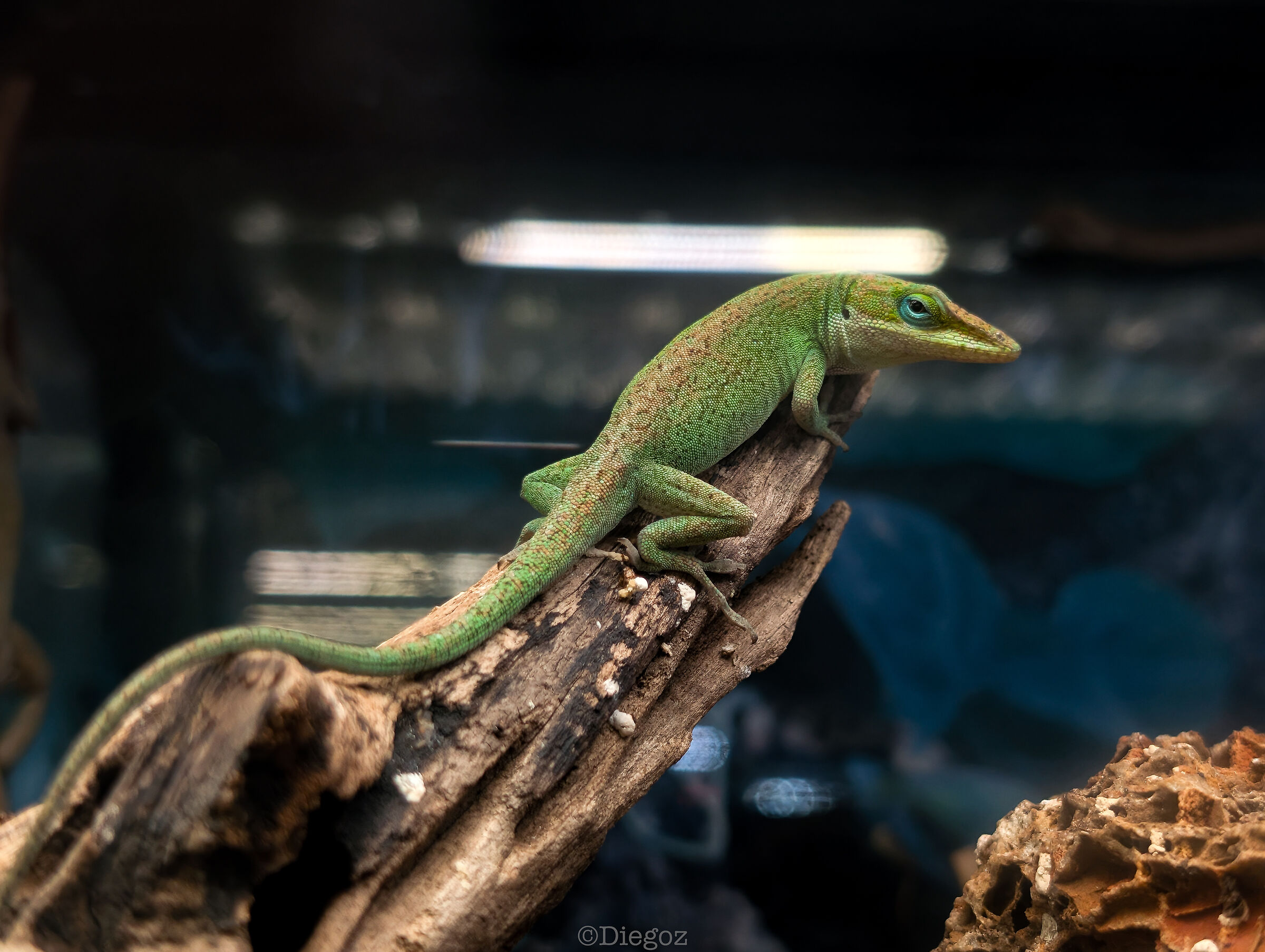 Pixel 10 pro jpeg in-camera