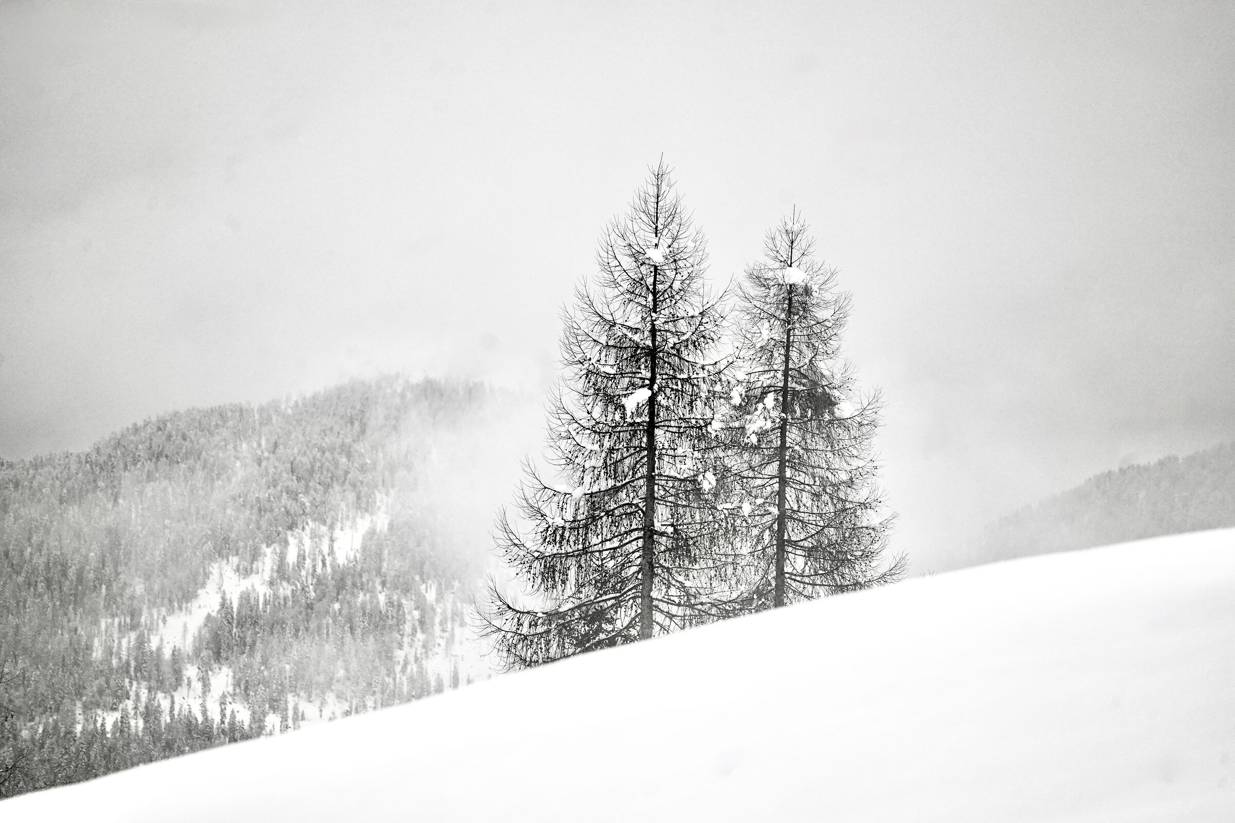 The pines of Sauris on a snowy slope...