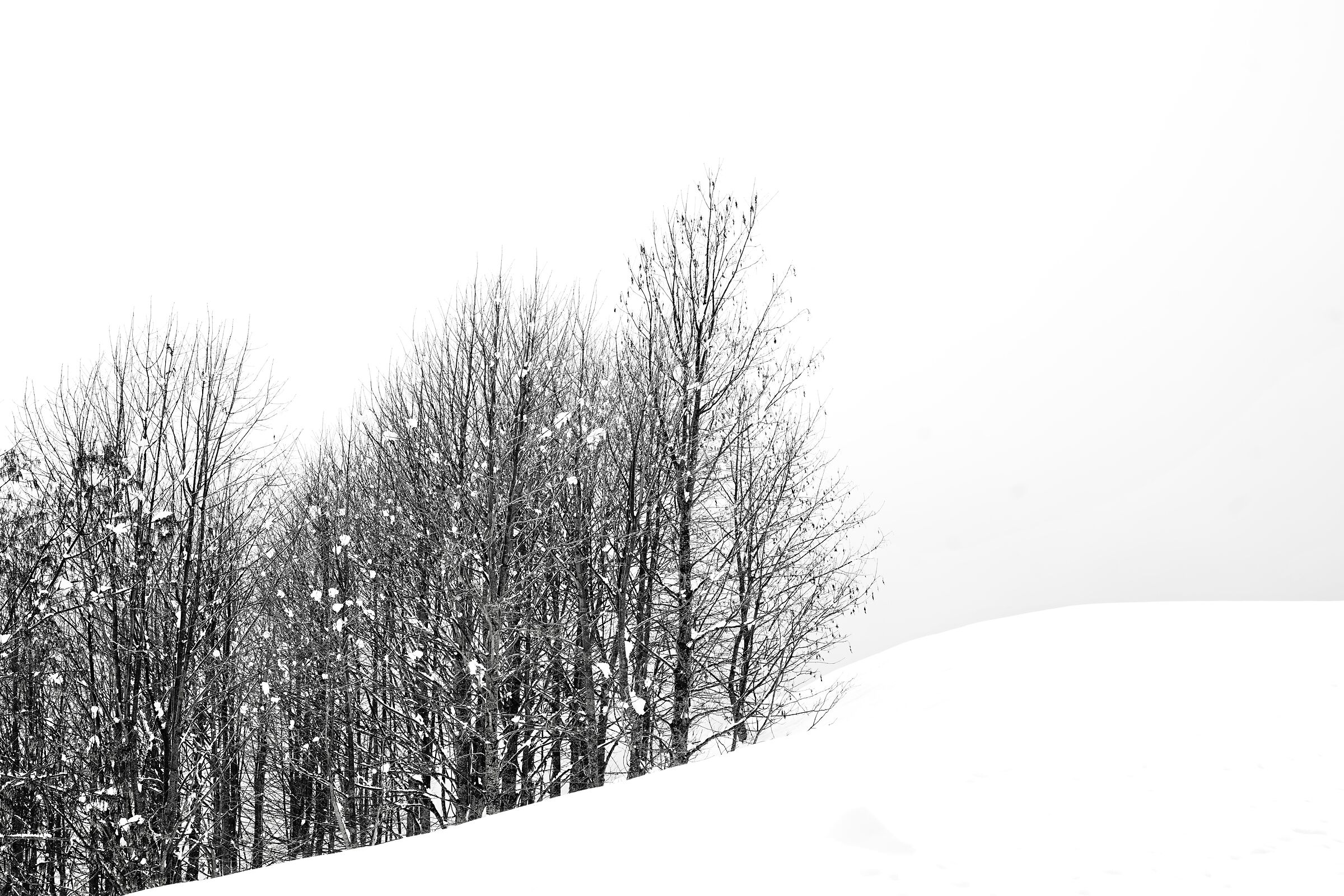 Sauris forest with snow