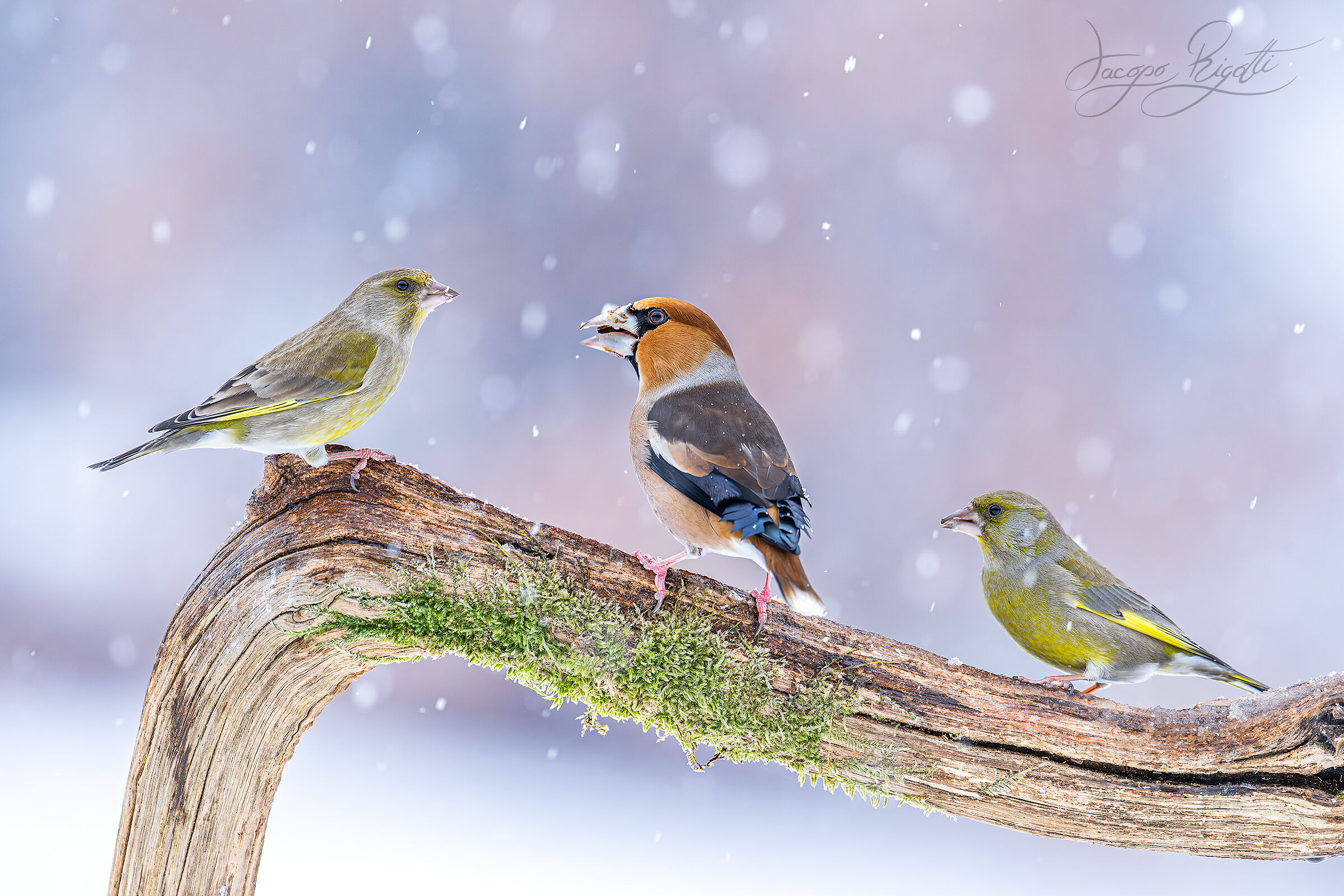 Hawfinchinch and greenfinches