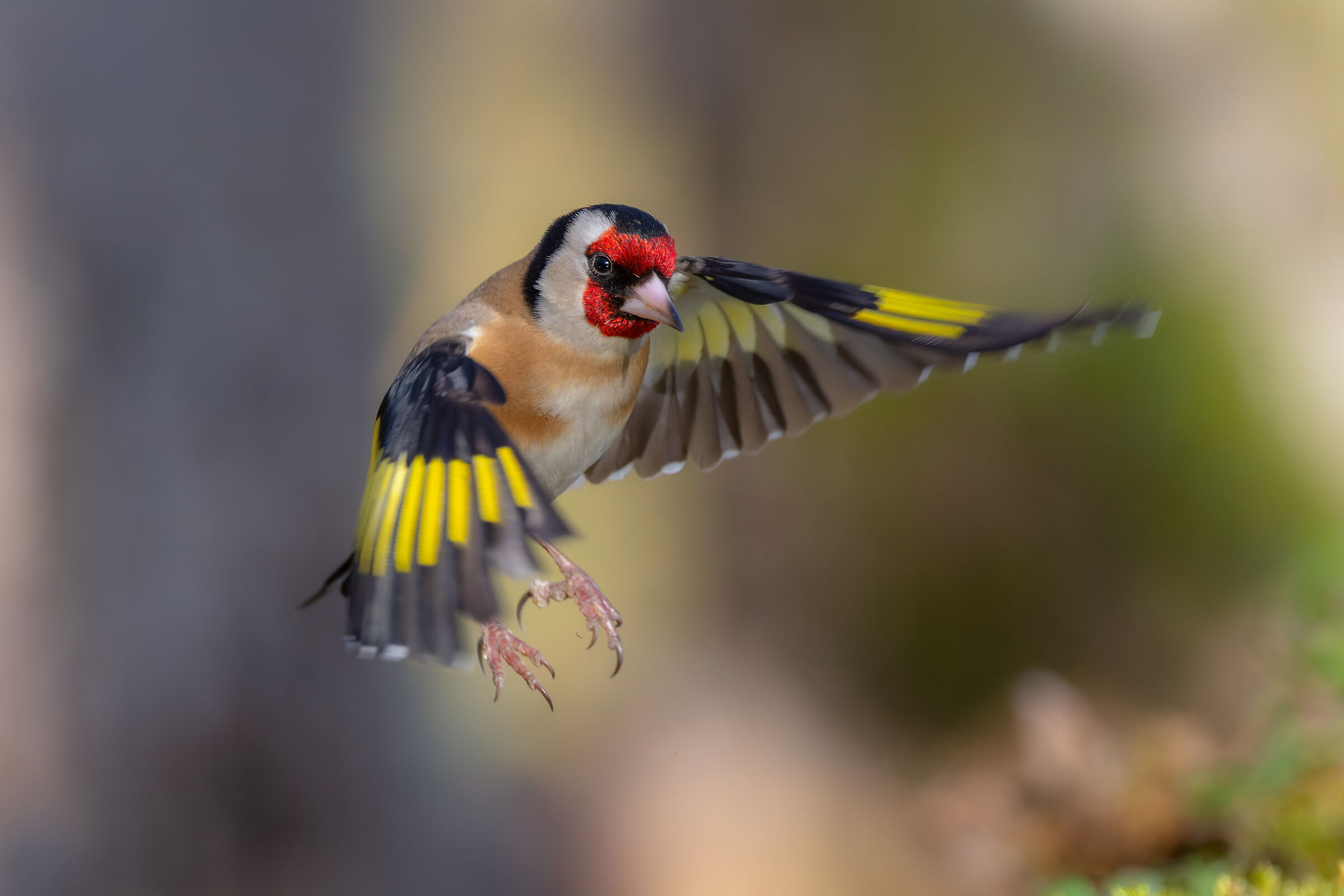 Goldfinch