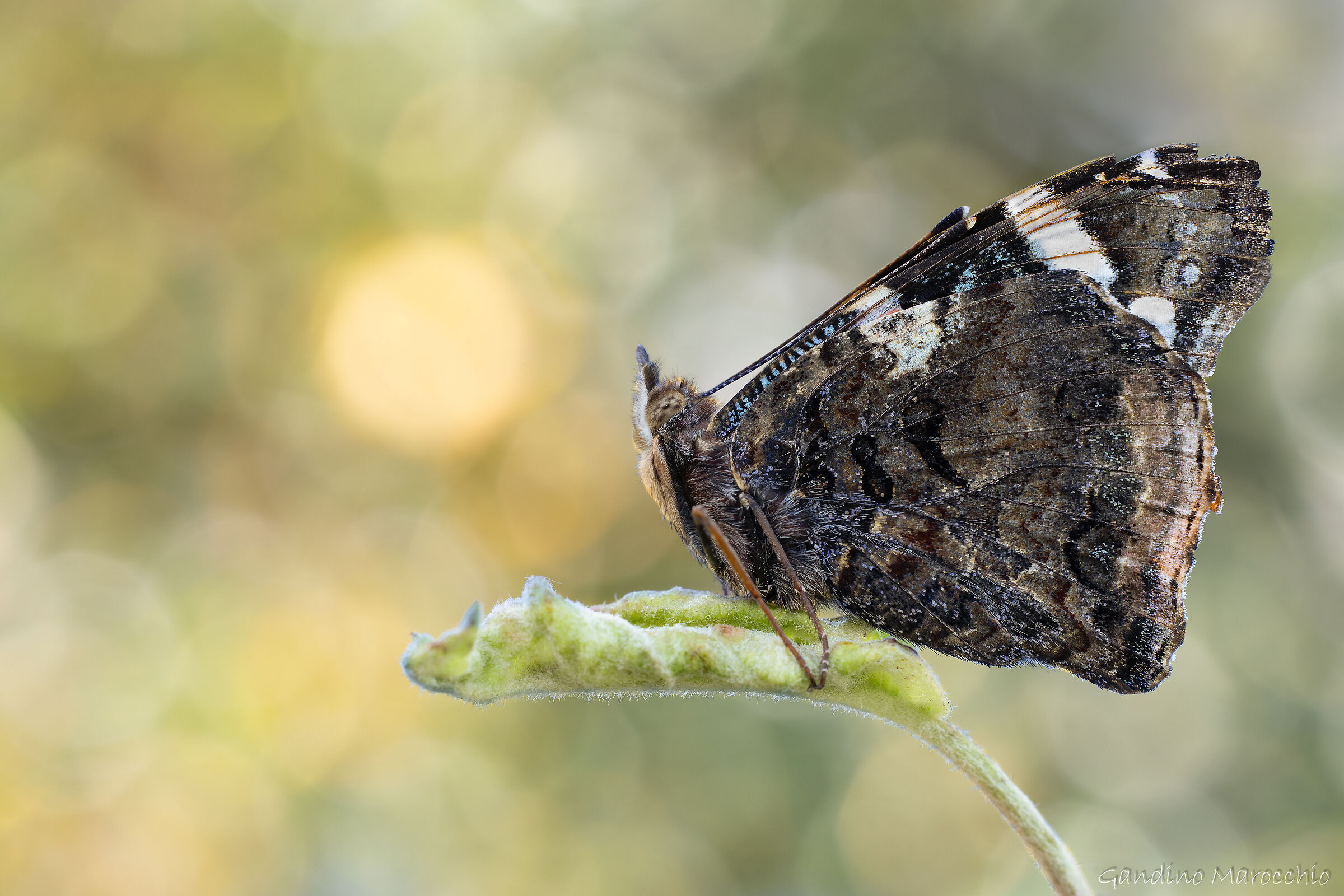 Vanessa Atalanta