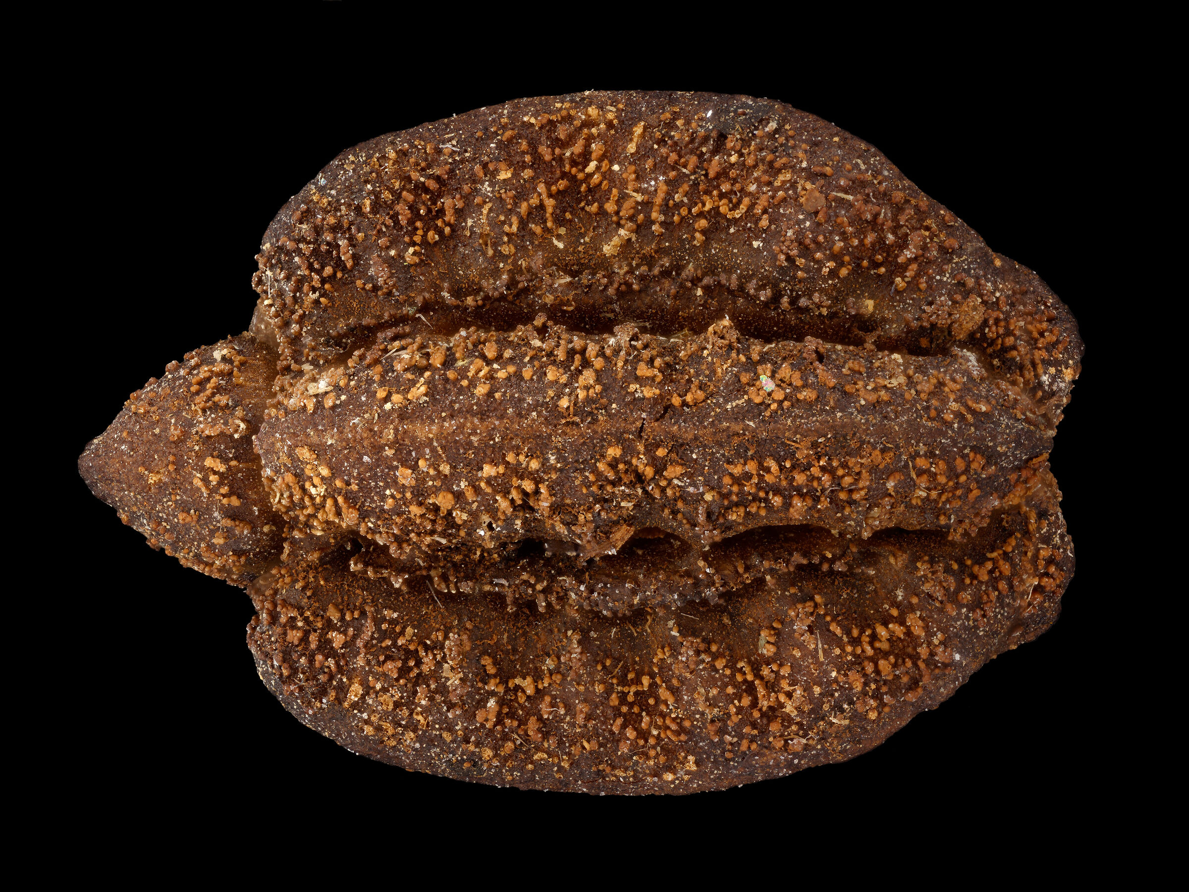 Pulchriphyllium delislei