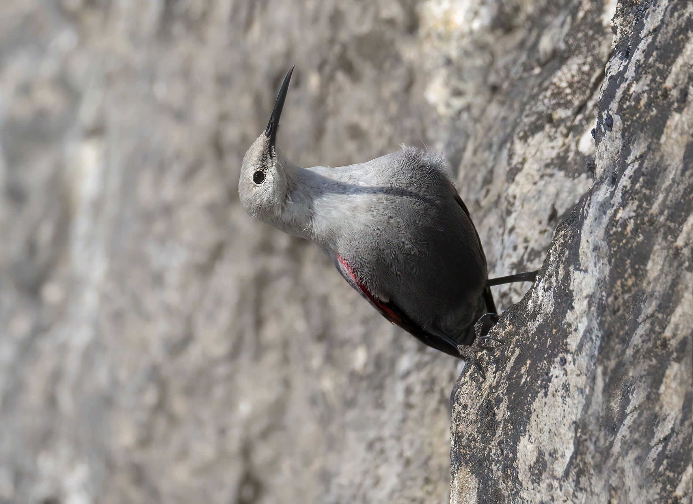 baricentro impossibile, picchio muraiolo gen 26
