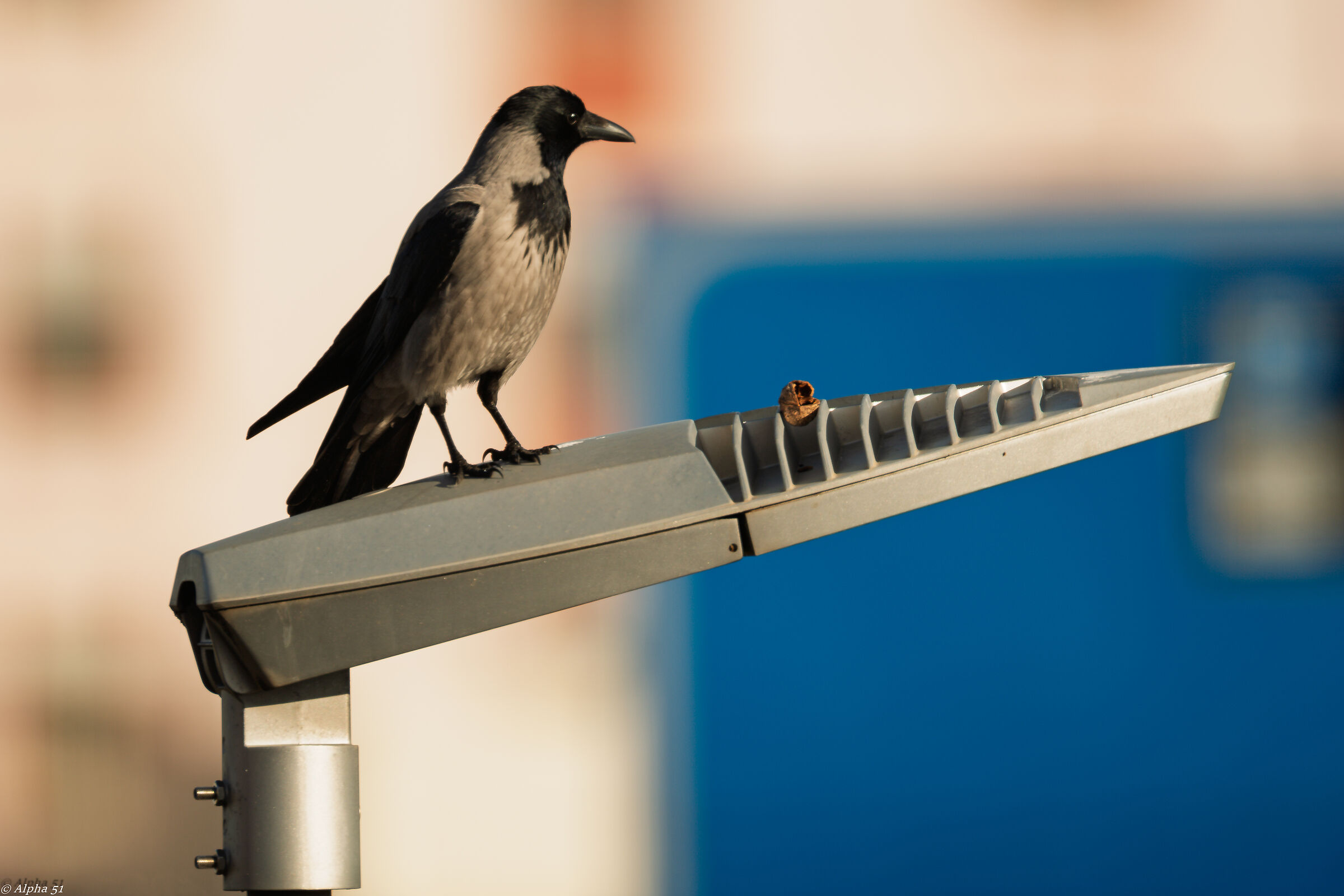 Crow