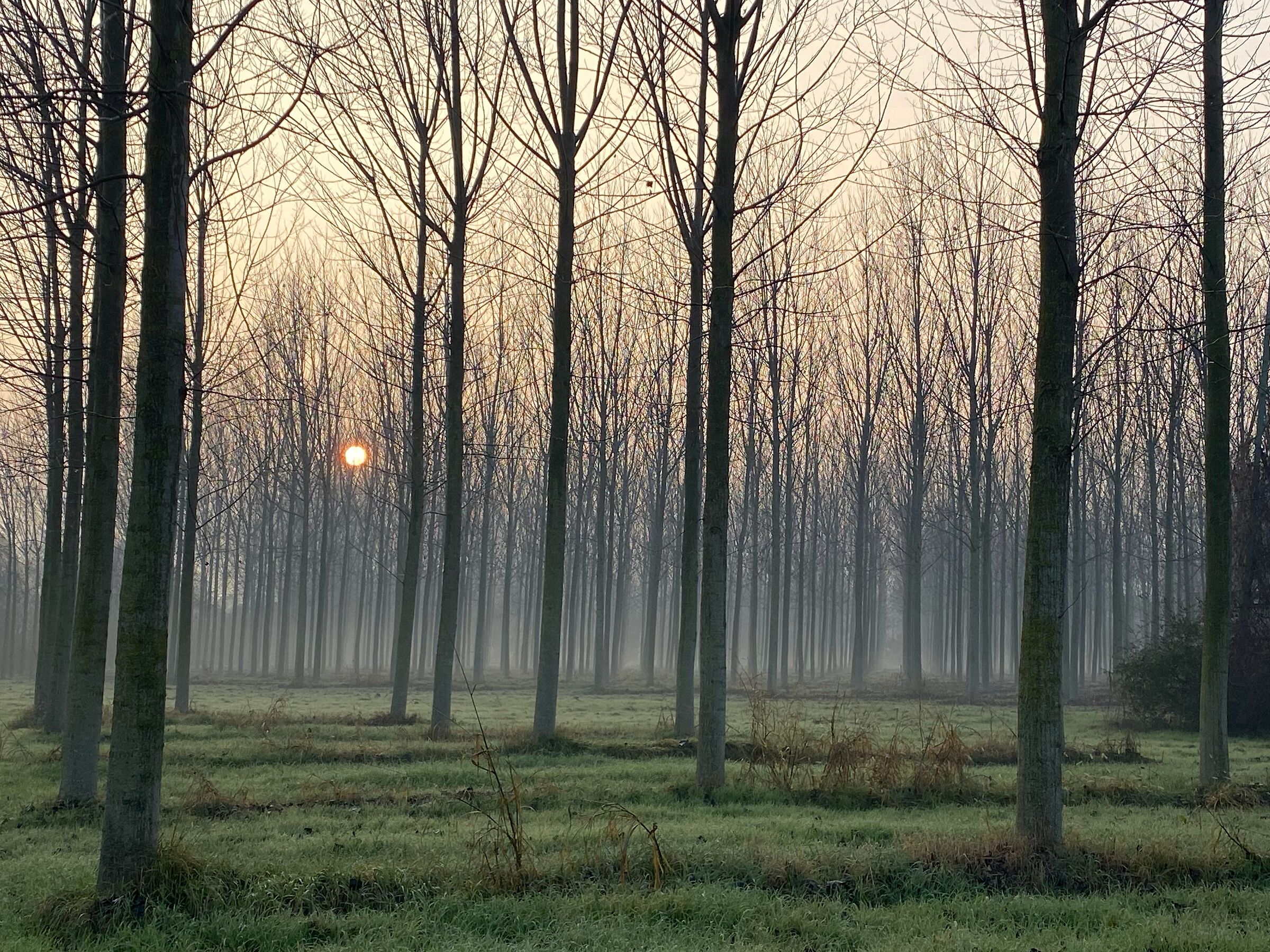Poplar grove