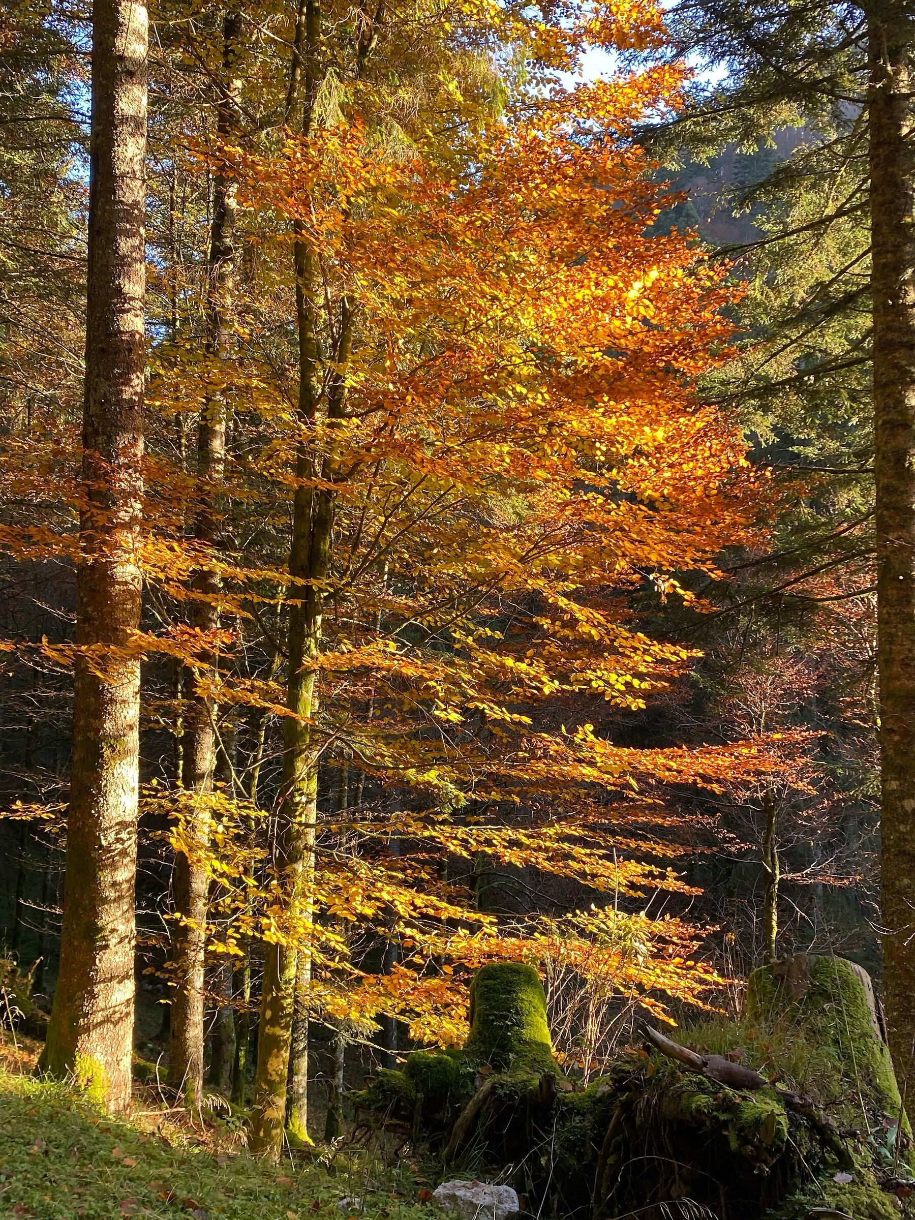 Autumn color palette