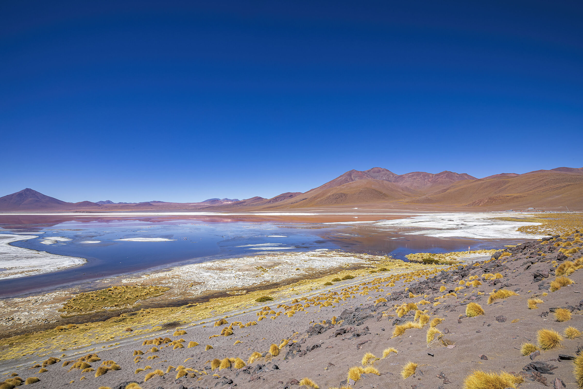 bolivia Laguna Colorada