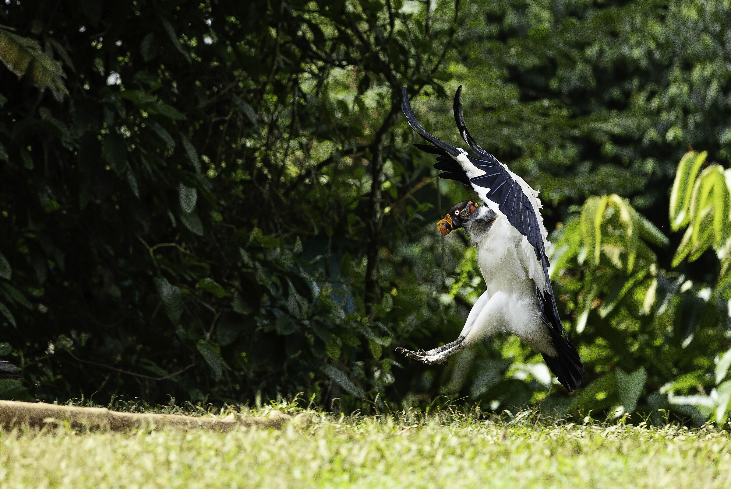 KING VULTURE