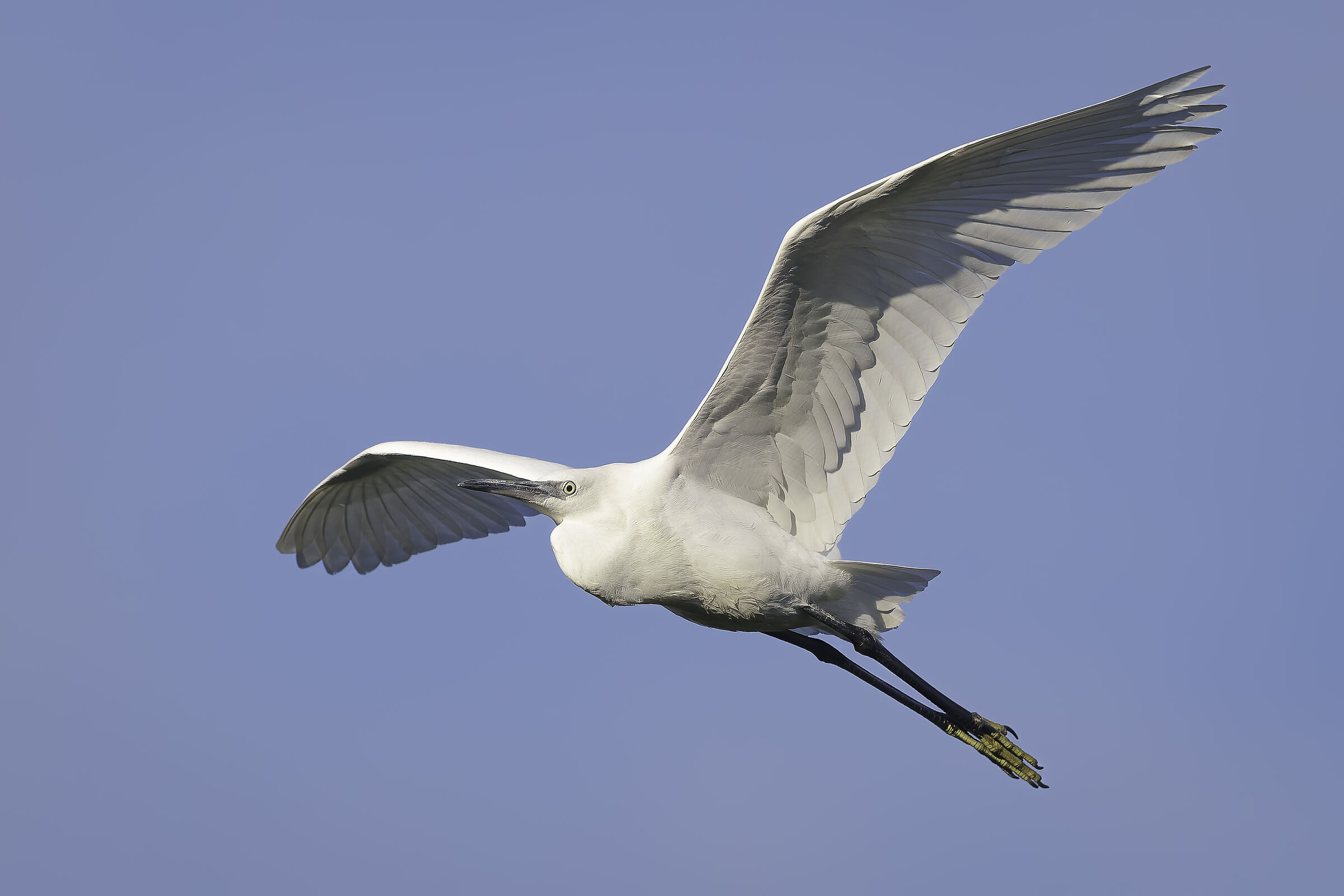 Egretta garzetta
