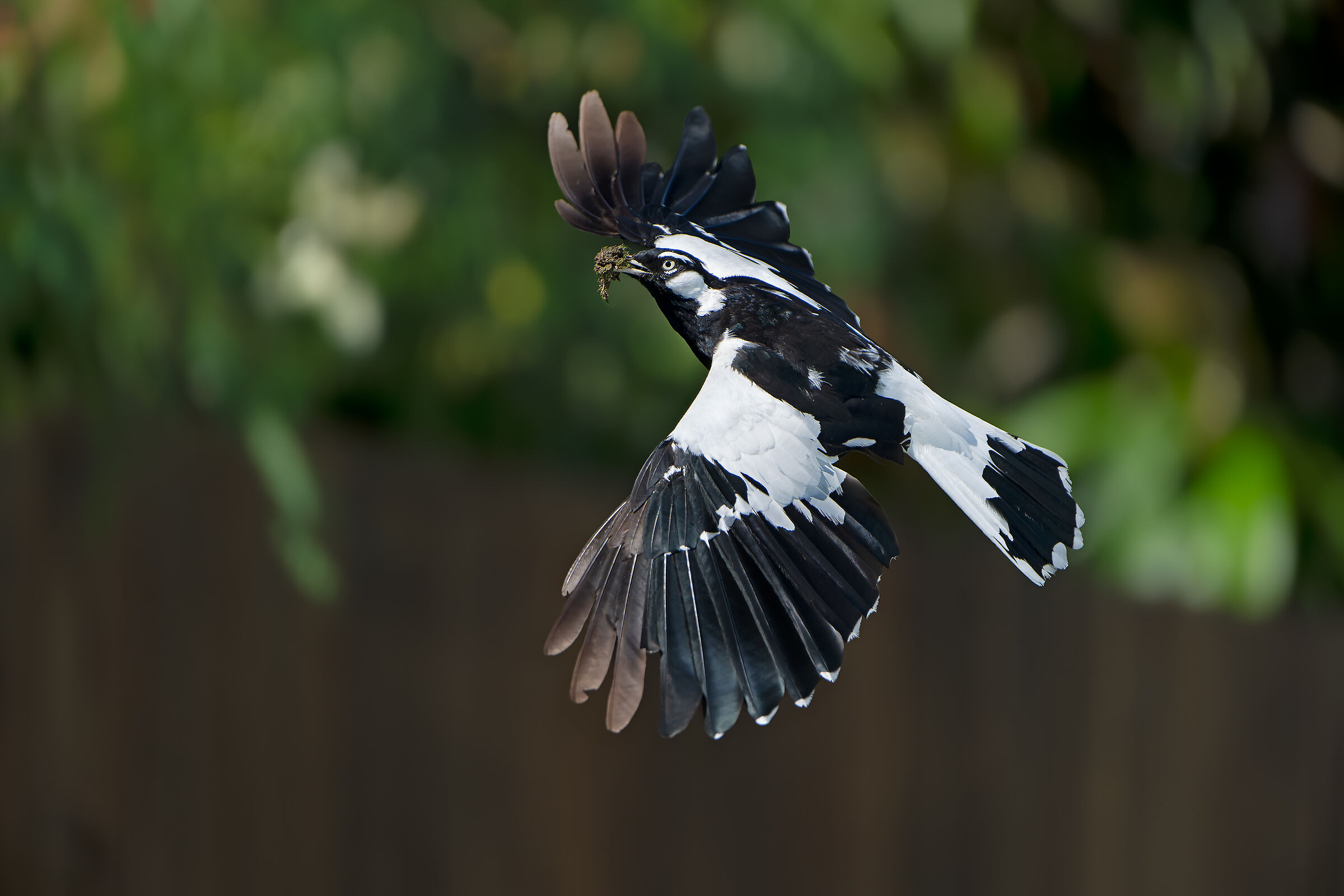 Grallina cyanoleuca - Grallina gazza