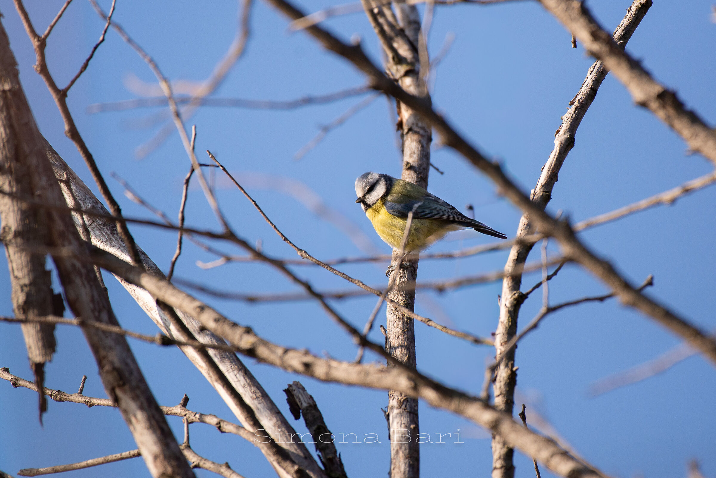 Cinciarella - Cyanistes caeruleus - Gennaio 2026