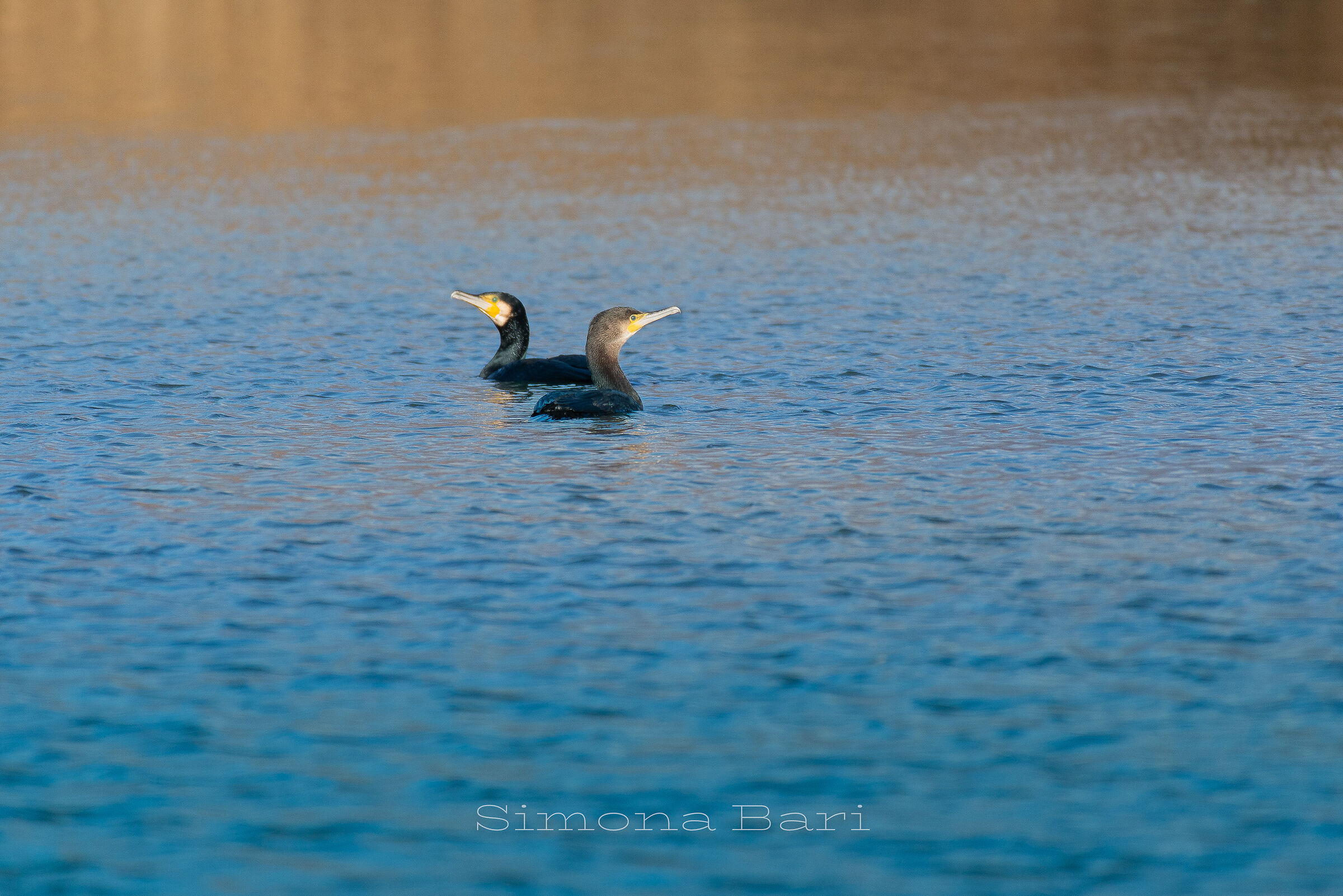 Cormorano comune - Phalacrocorax carbo - Gennaio 2026
