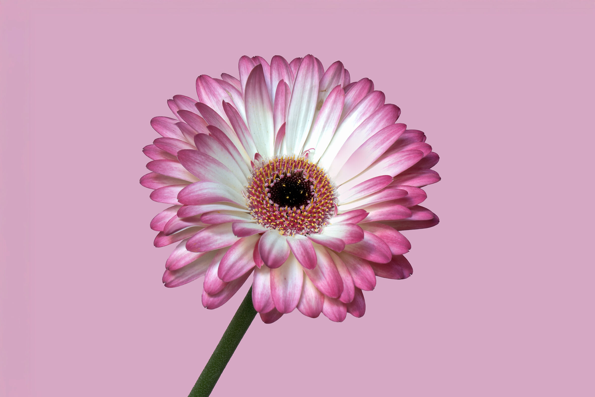 Gerbera