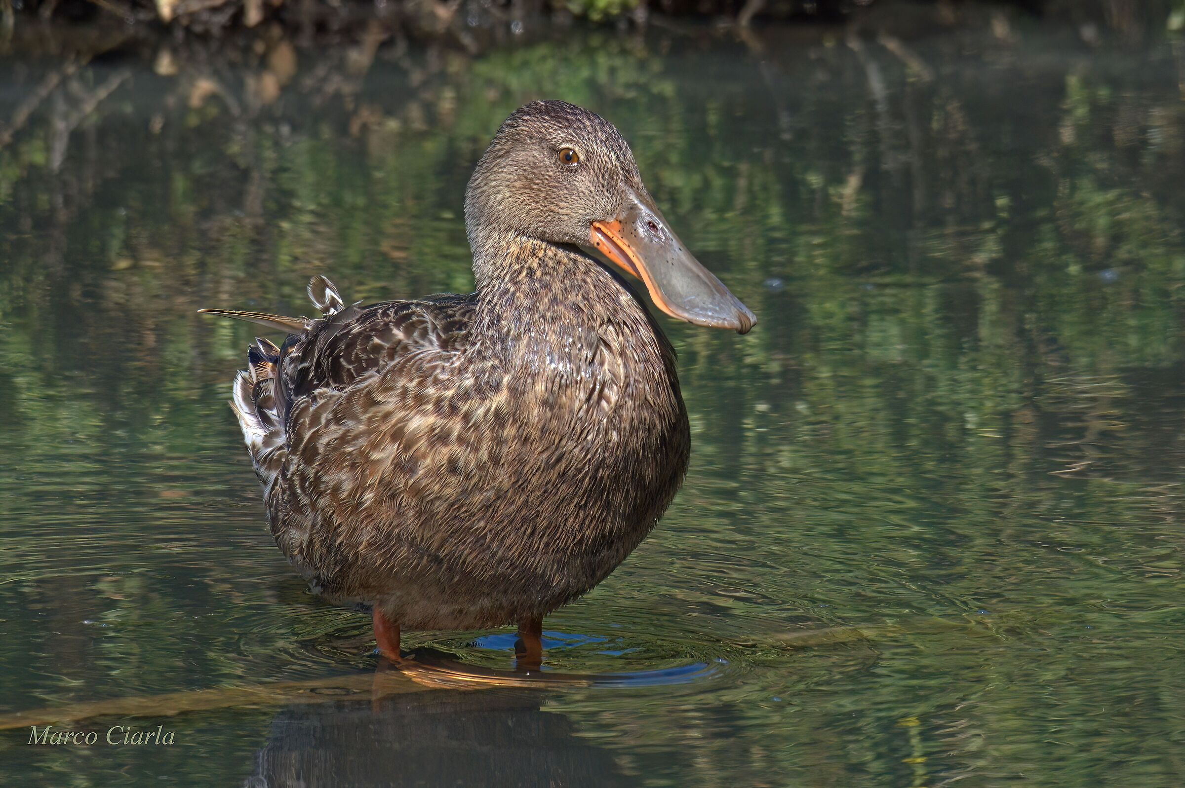 Shoveler (Spatula clypeata)