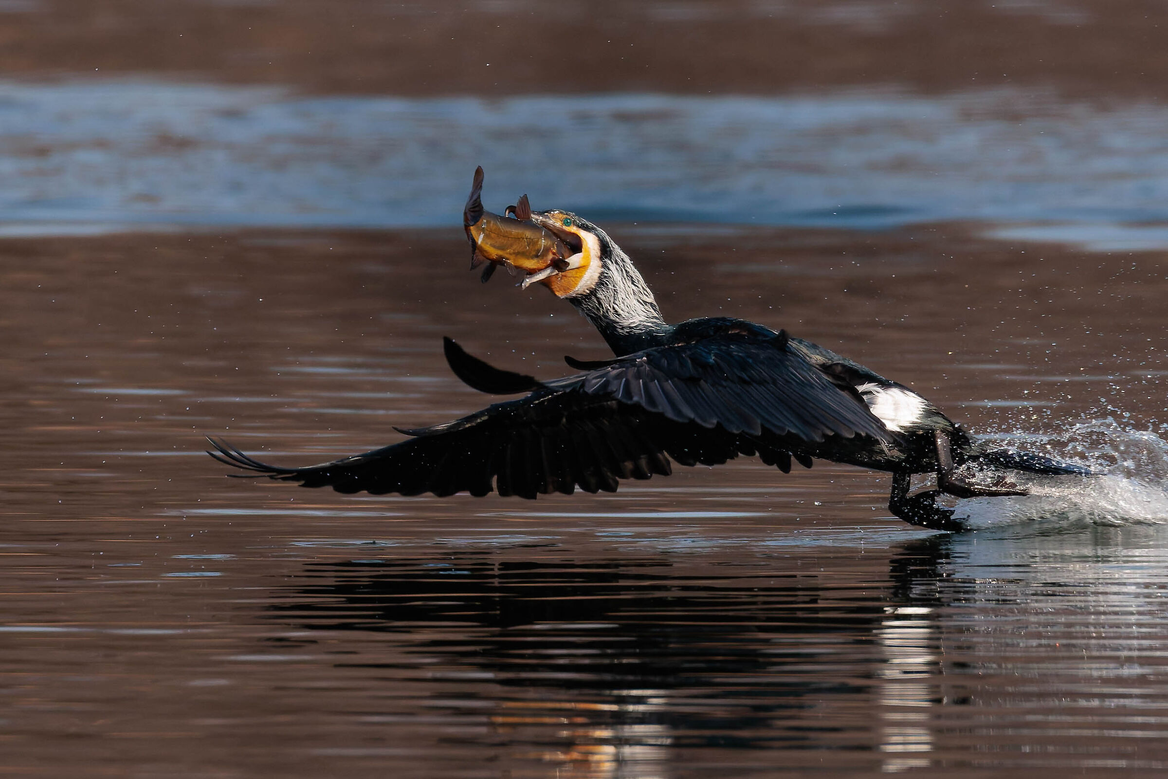 cormorano e preda