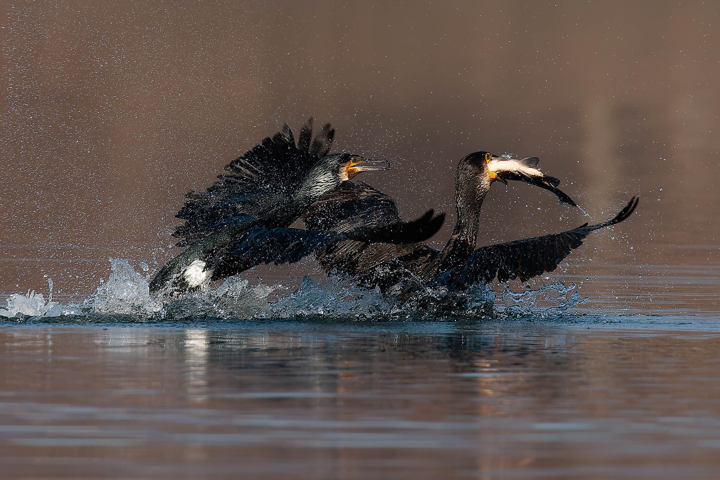 lite fra cormorani