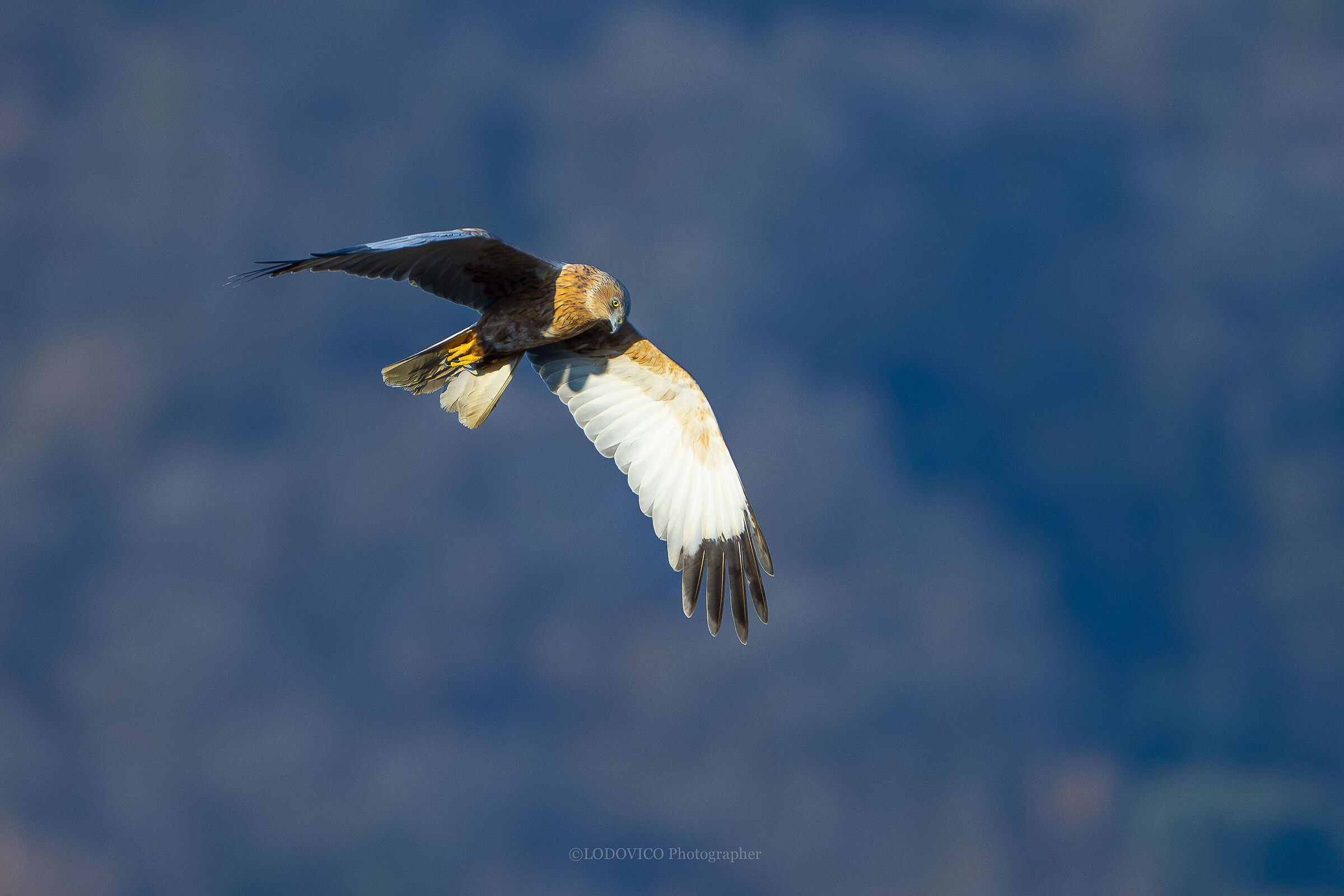Falco di palude