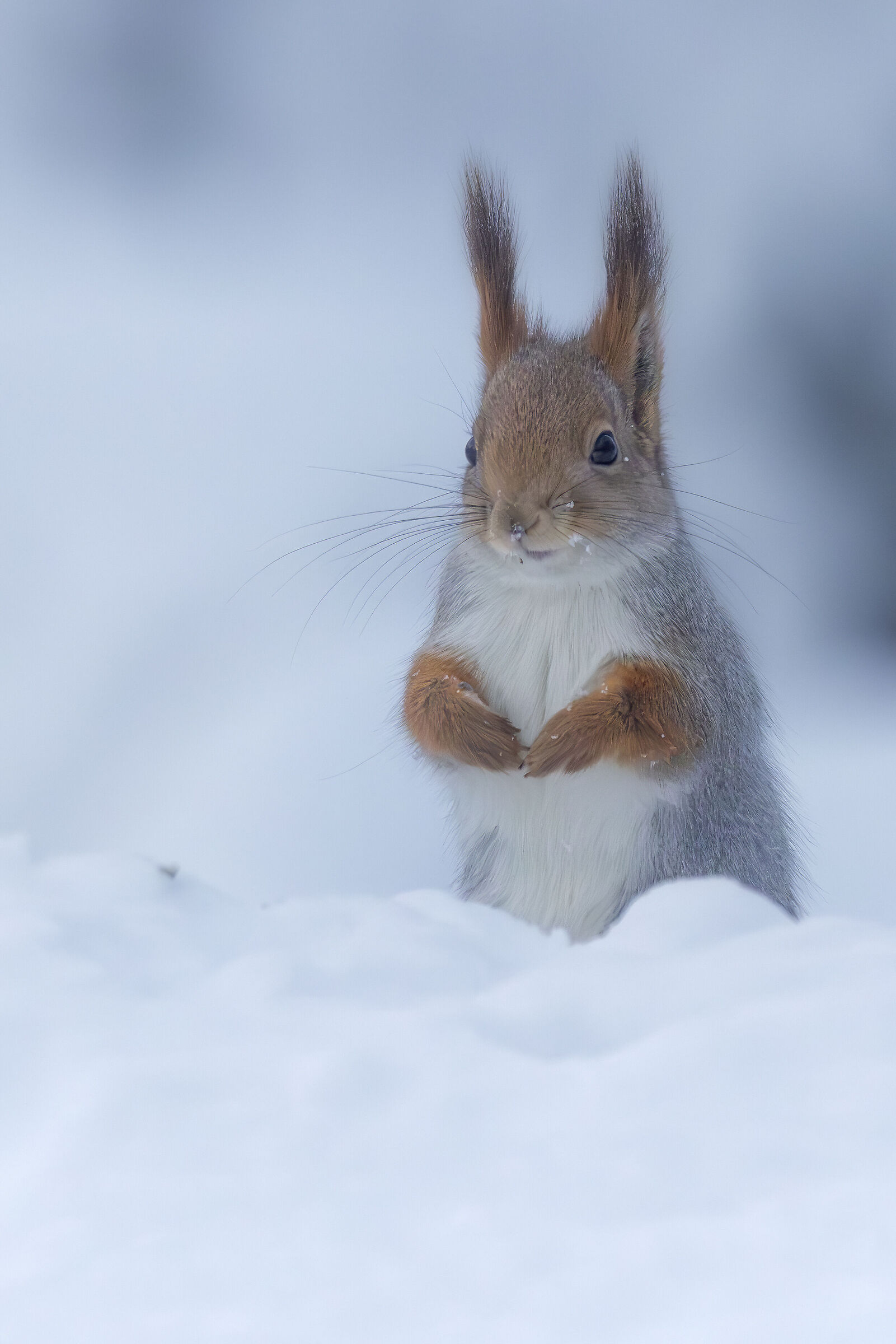 Finnish squirrel