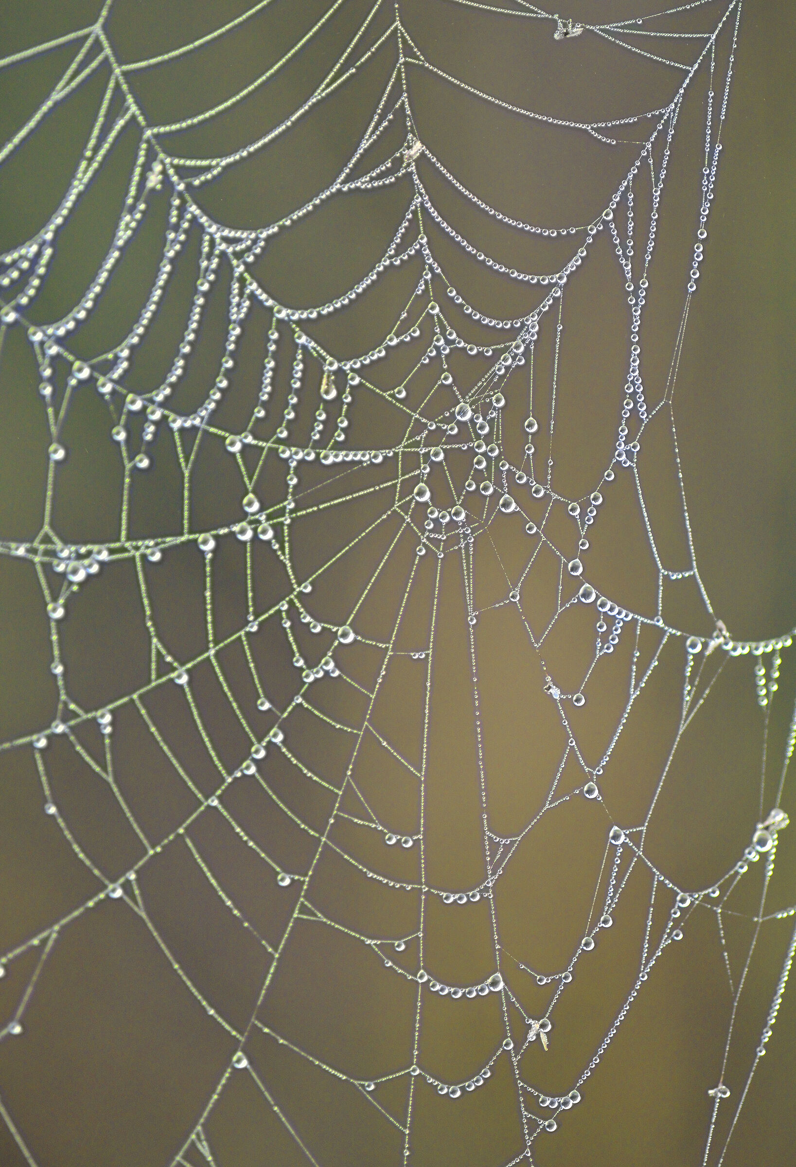 Winter Web