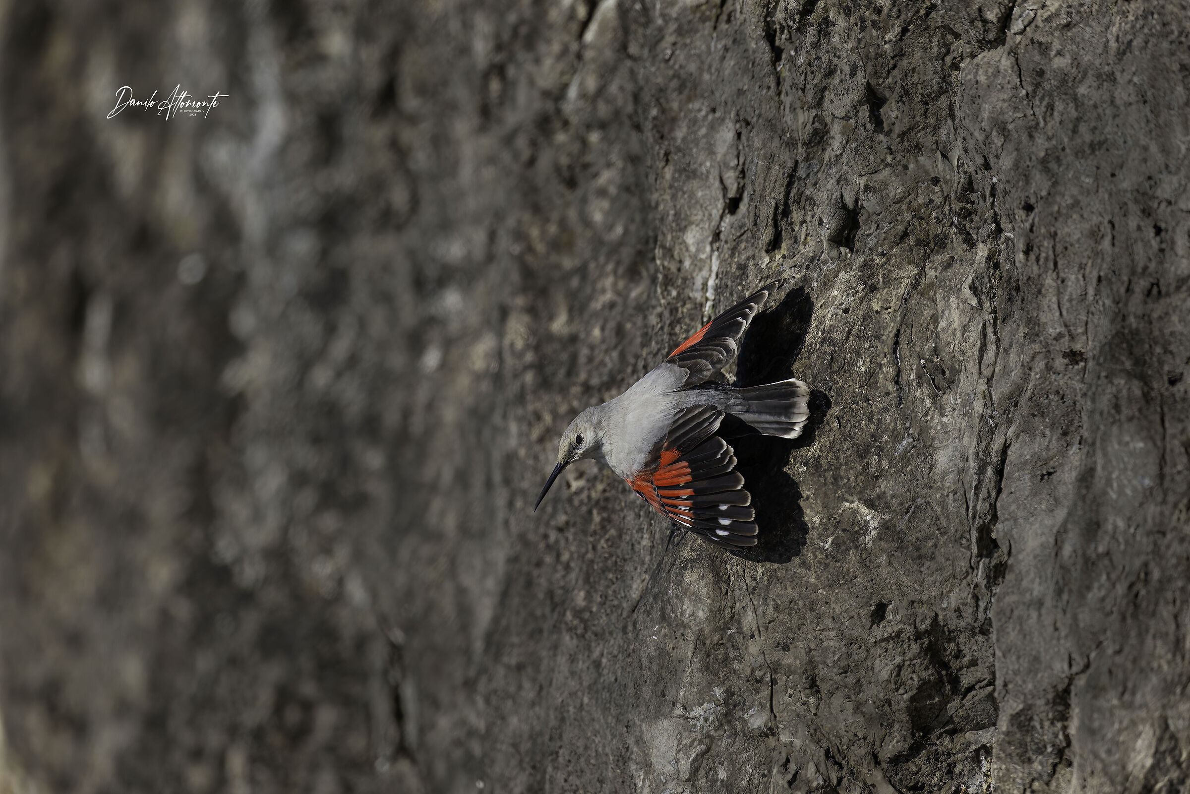 Wall-walled woodpecker
