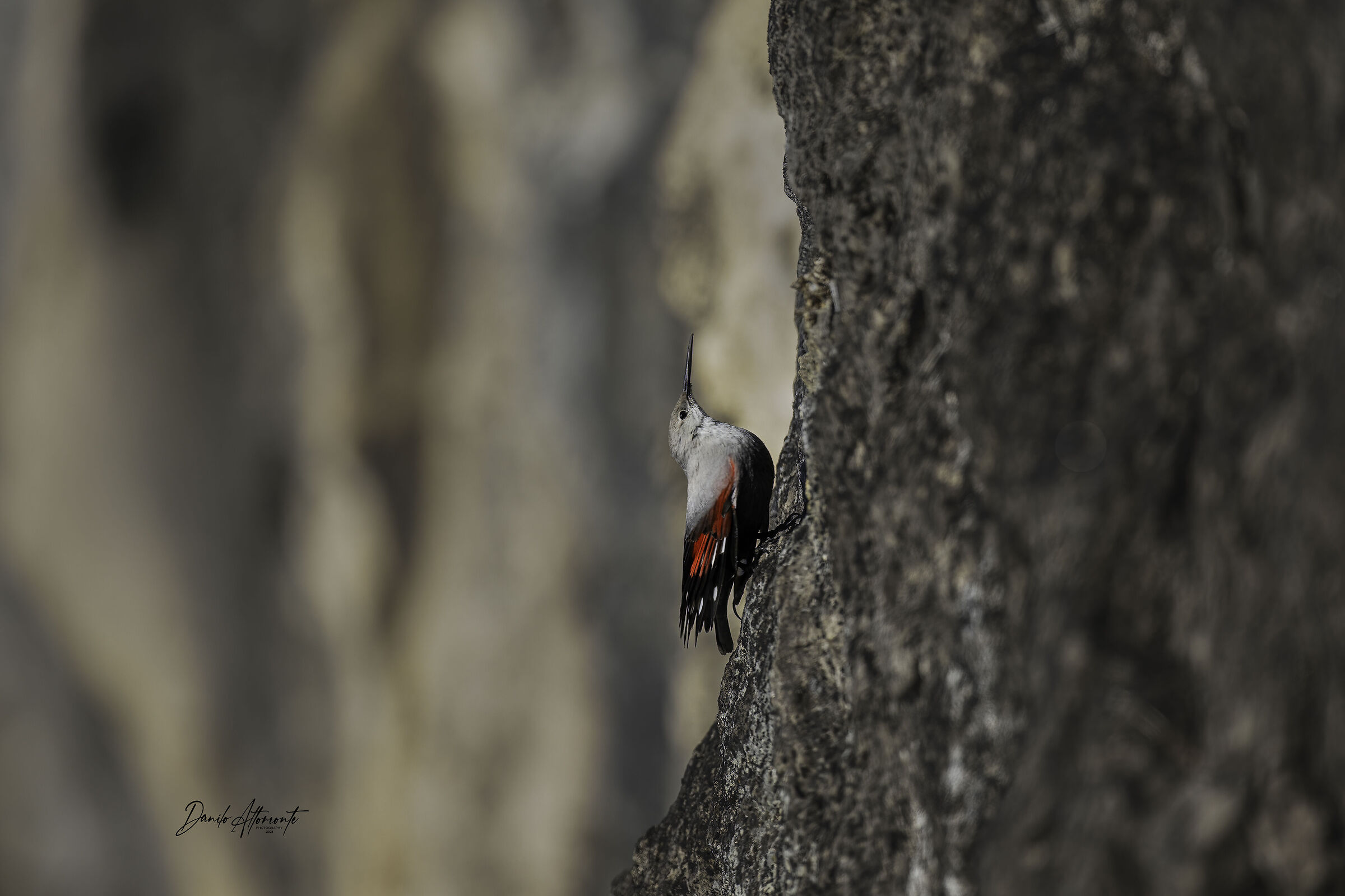 Wallcreeper
