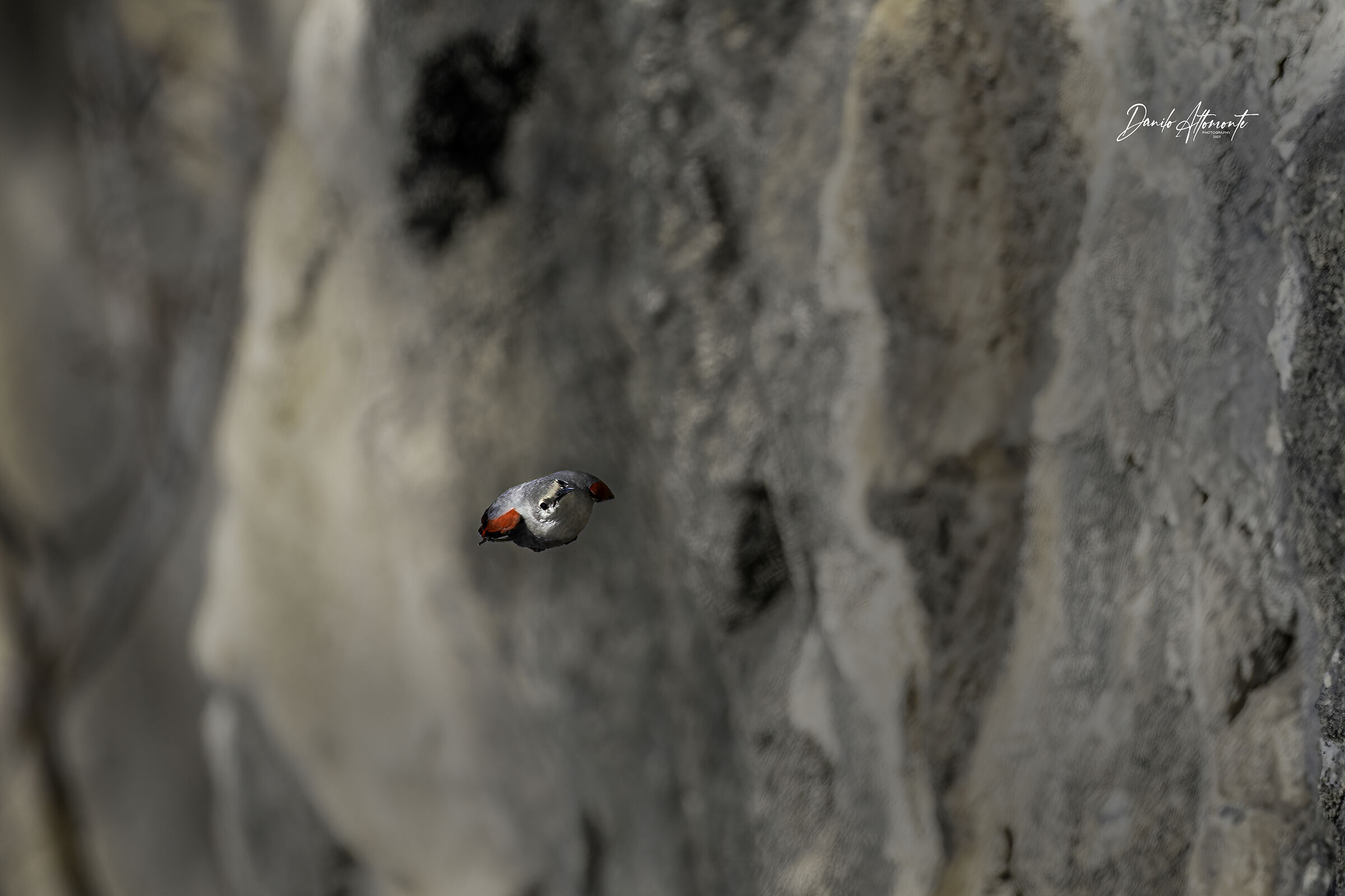 Wall-walled woodpecker