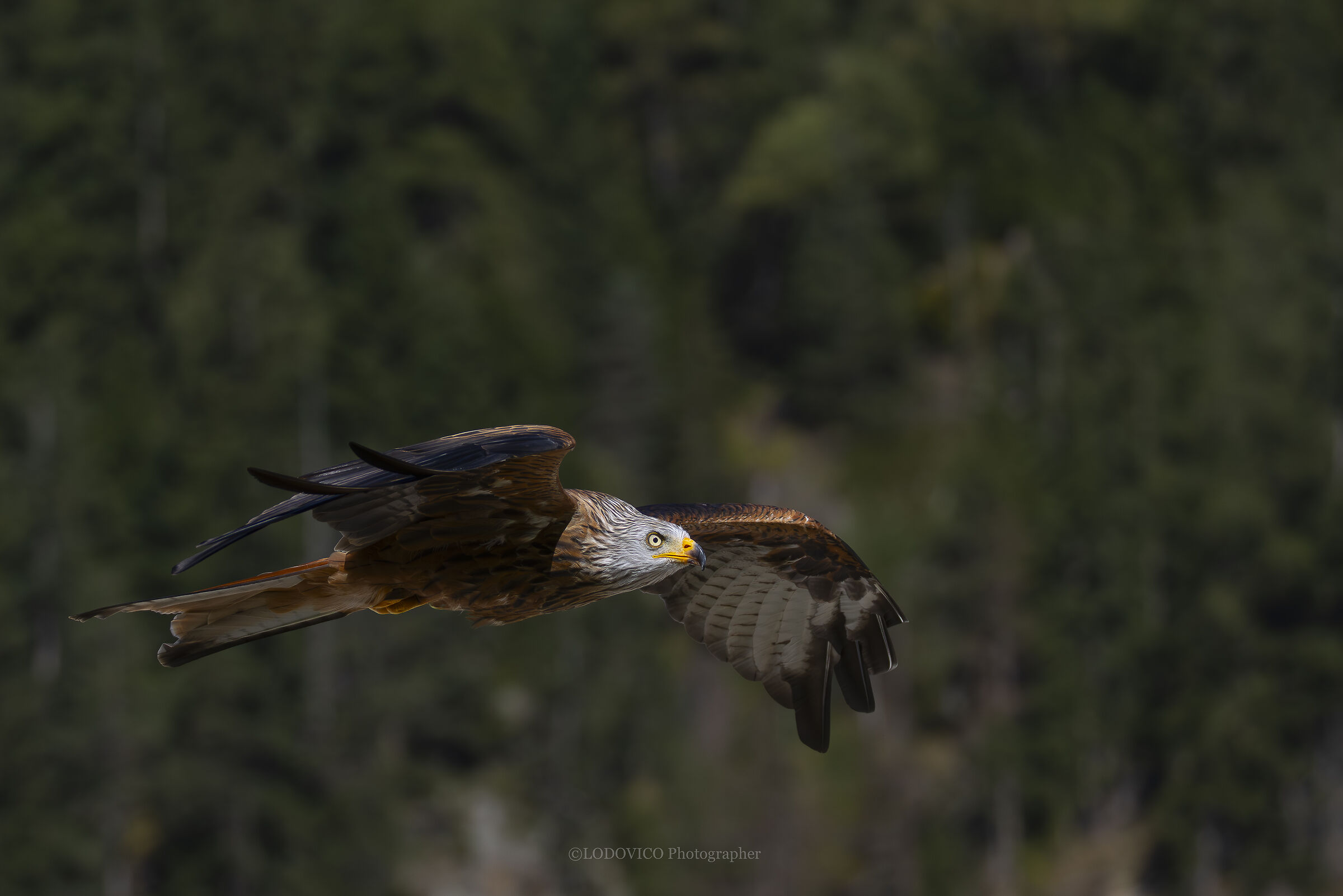 Nibbio Reale