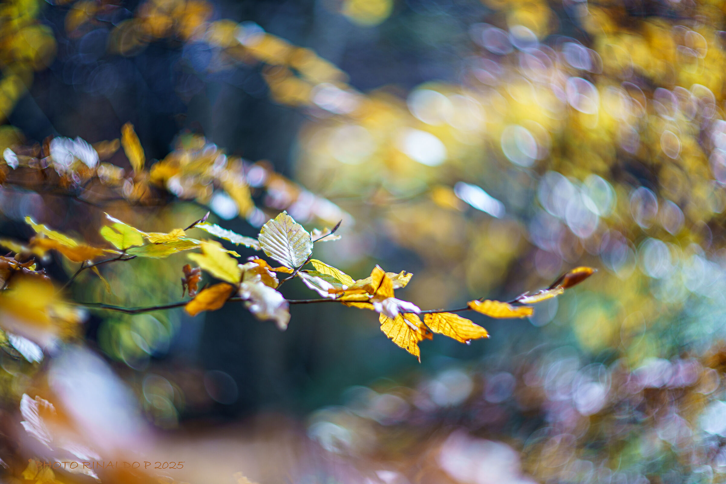 swirly bokeh 1