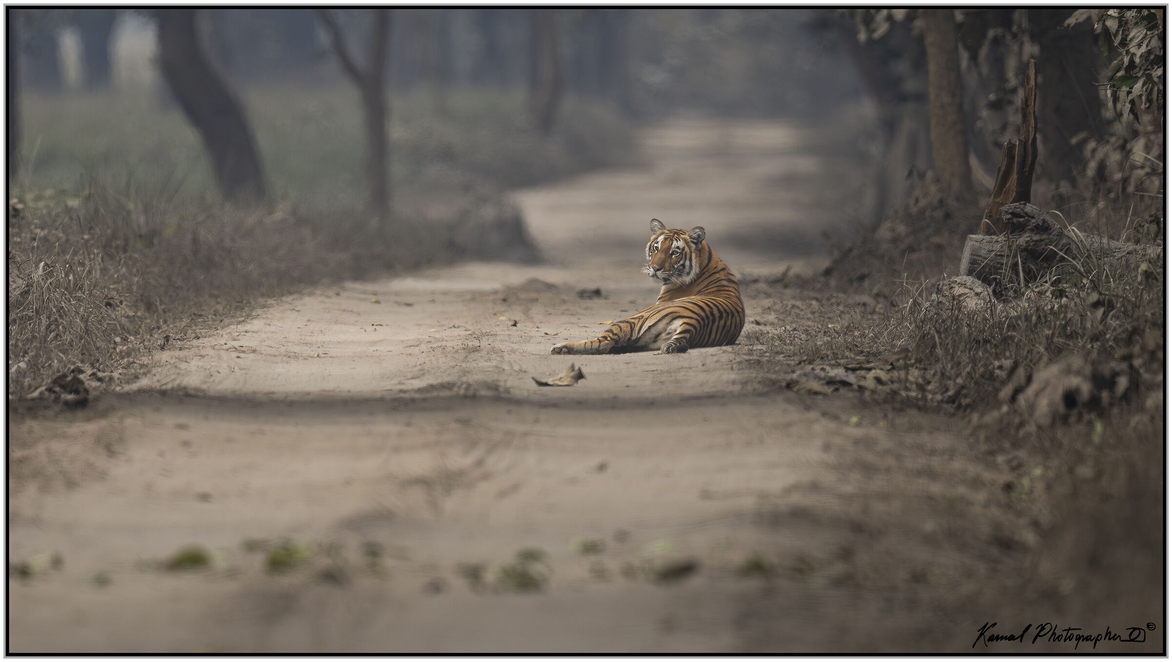 Panthera tigris   Corbett Tiger Reserve