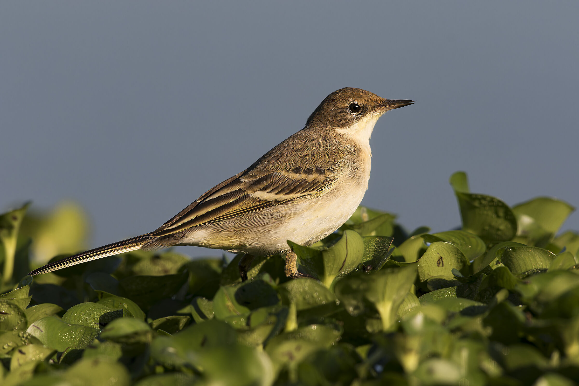 Wagtail