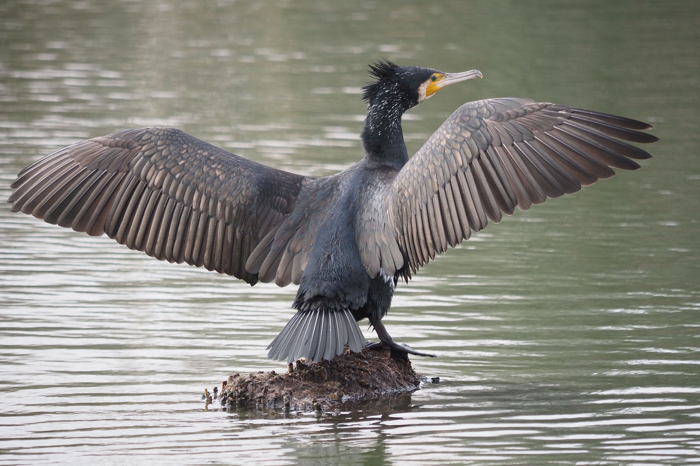 Cormorano