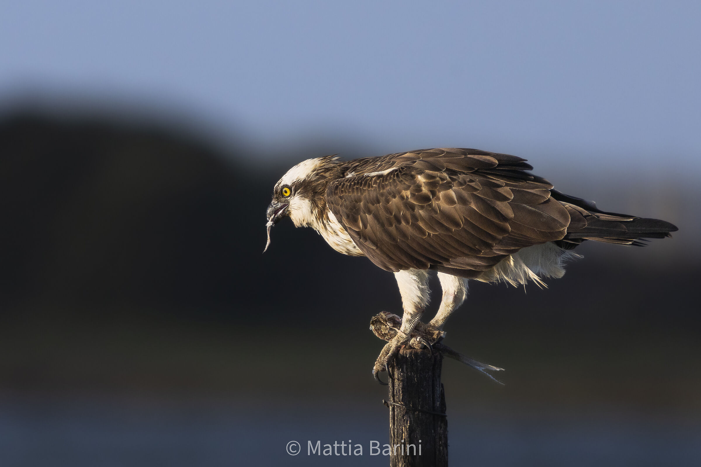 Spuntino pomeridiano