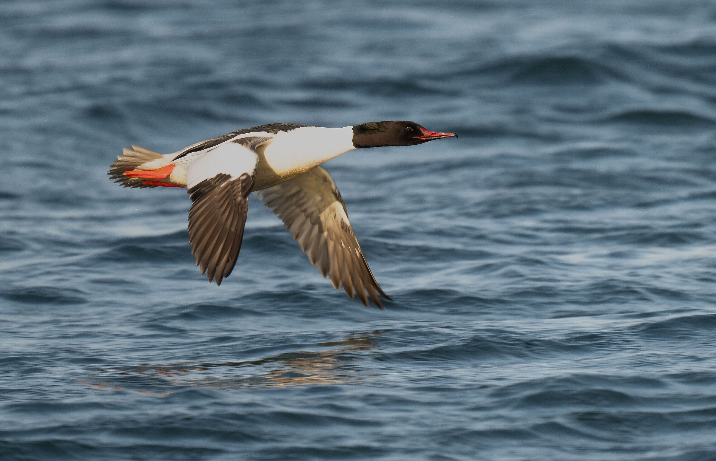 Great Merganser