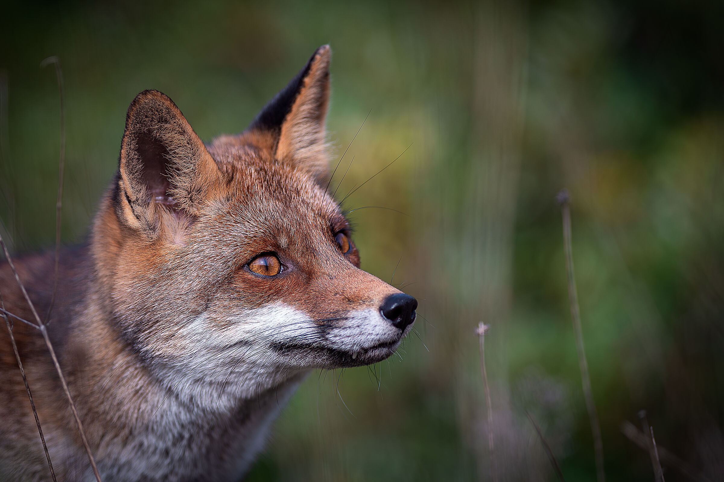 Fox