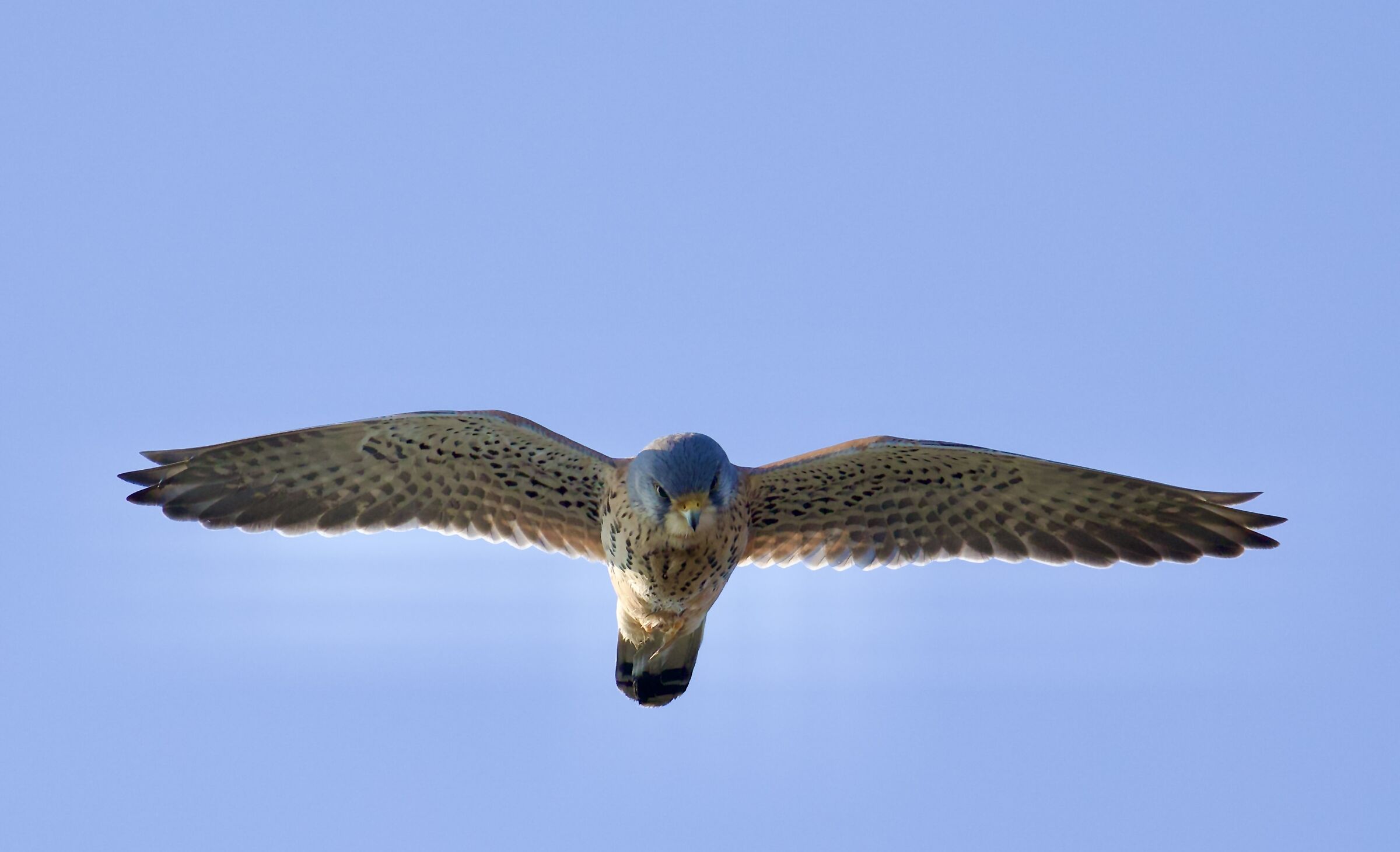 Kestrel