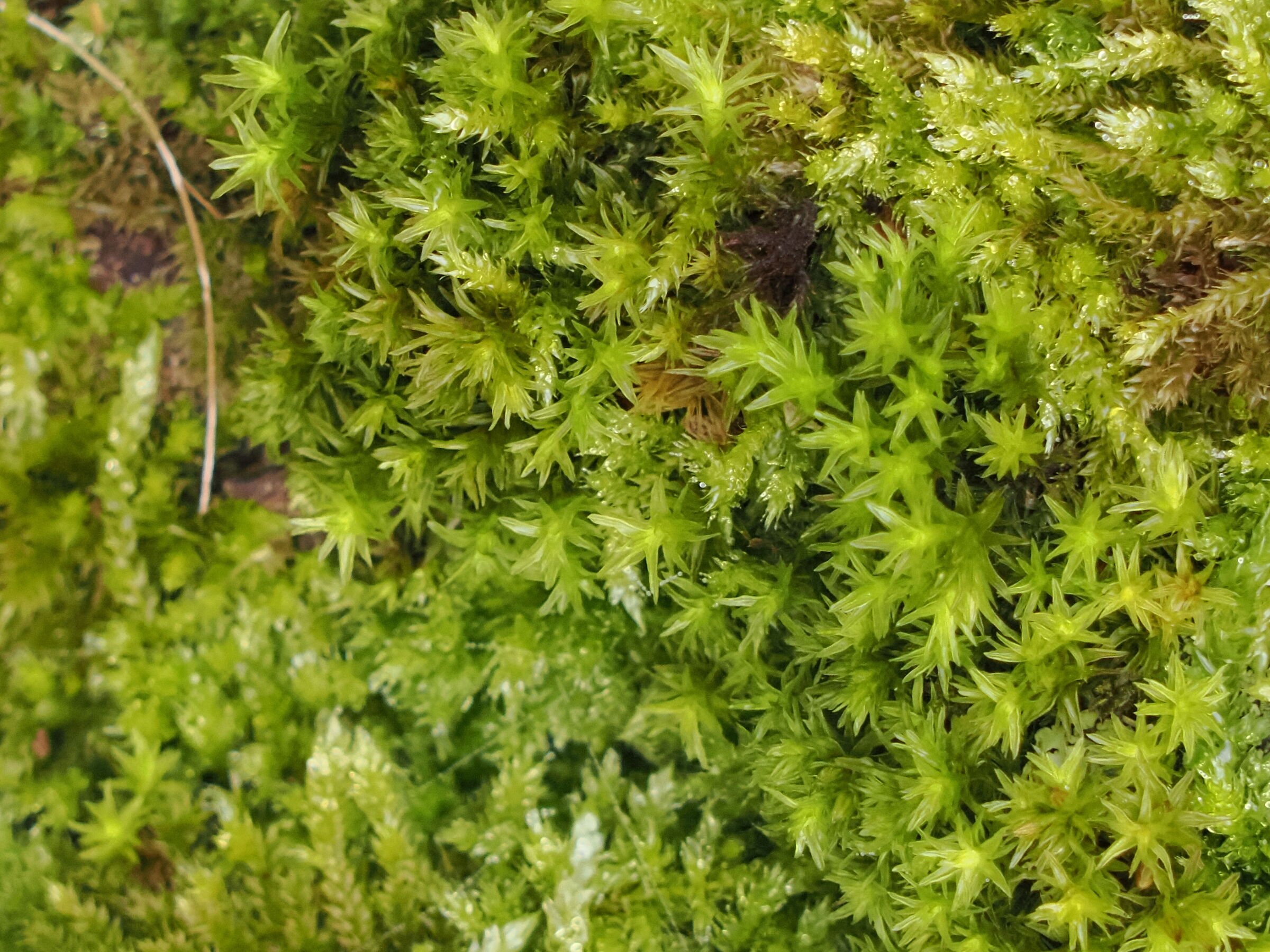 Se lo chiami Sphagnum palustre non sembra muschio