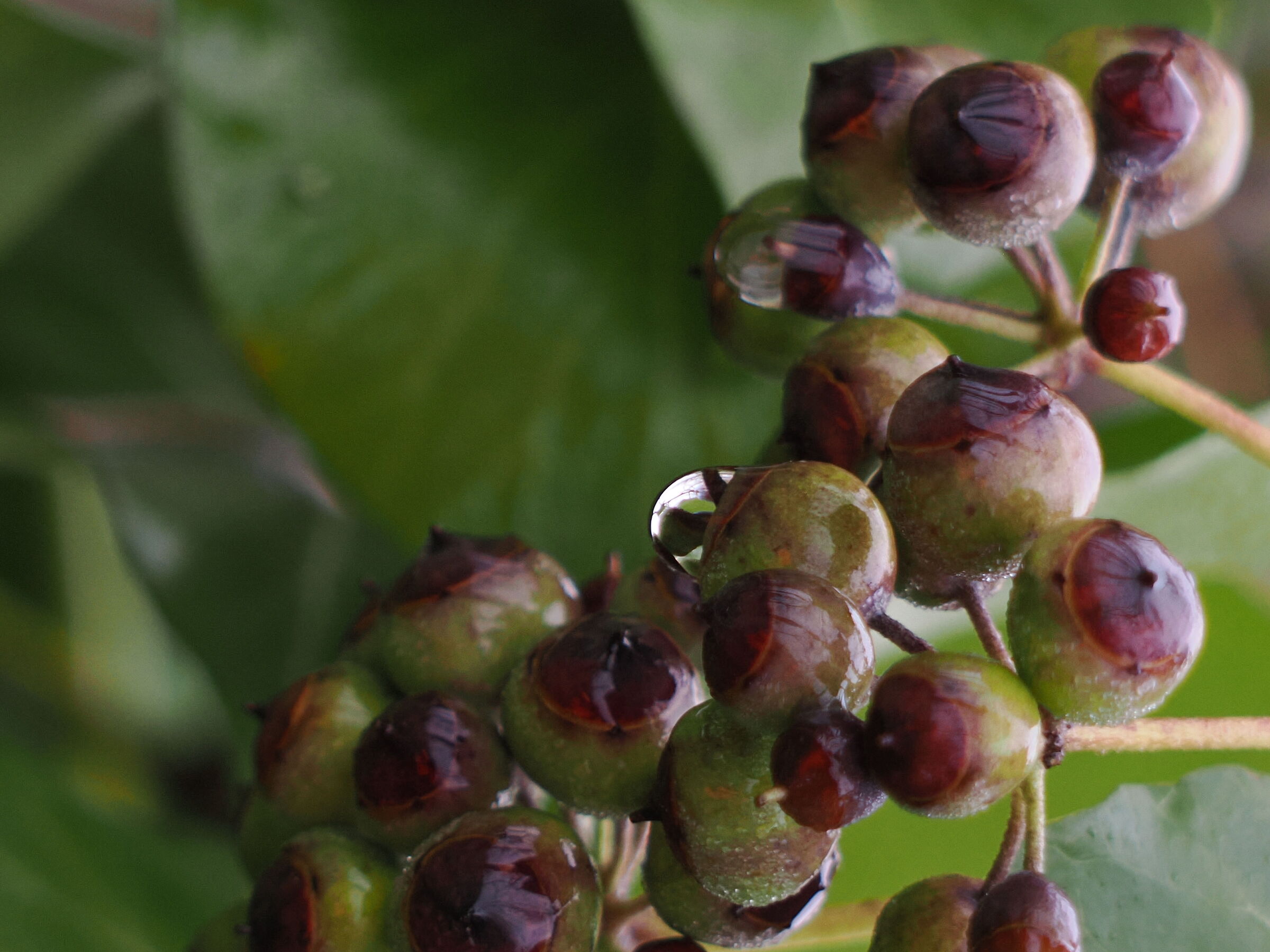 Frutti di hedera helix