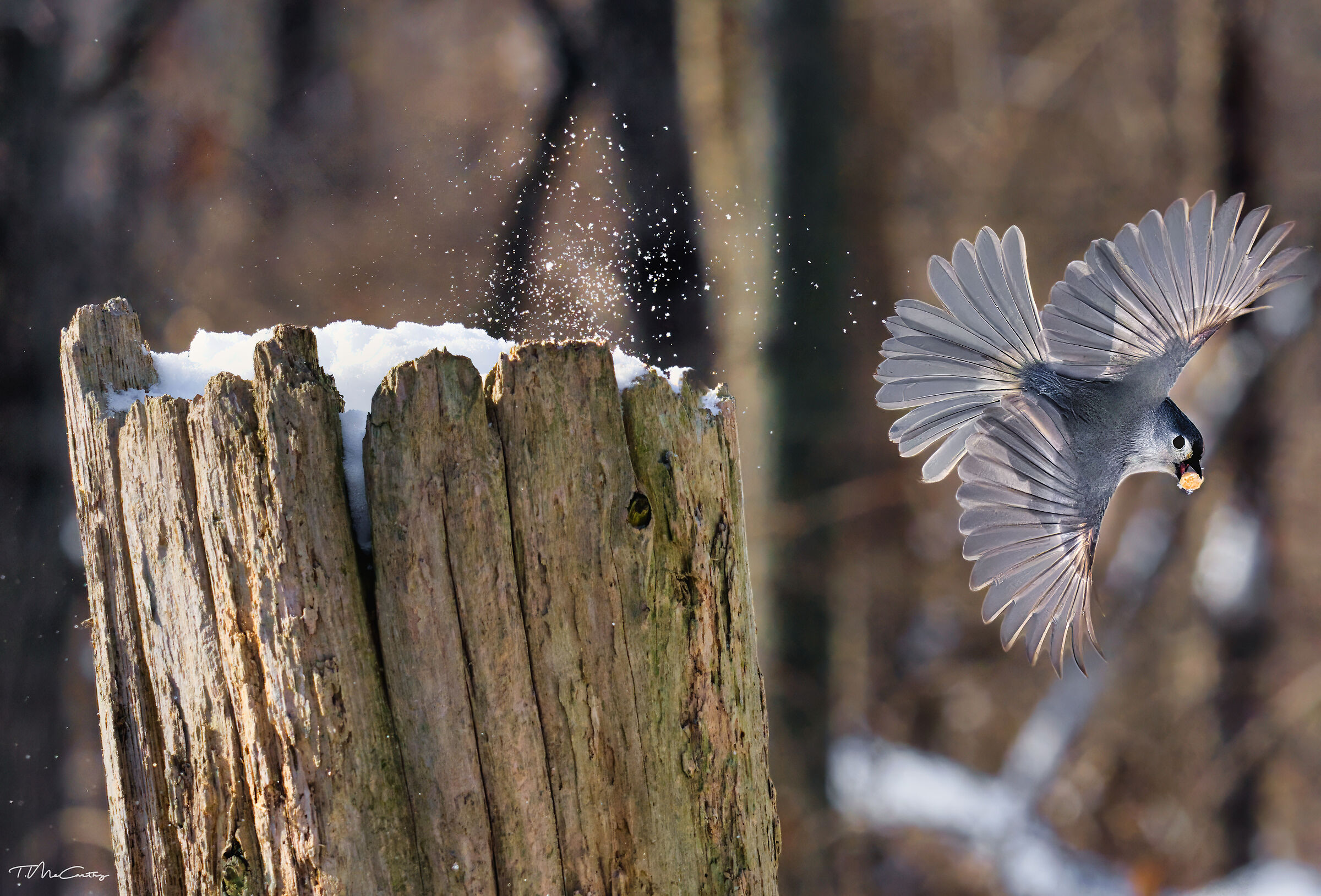 Scoring a Peanut