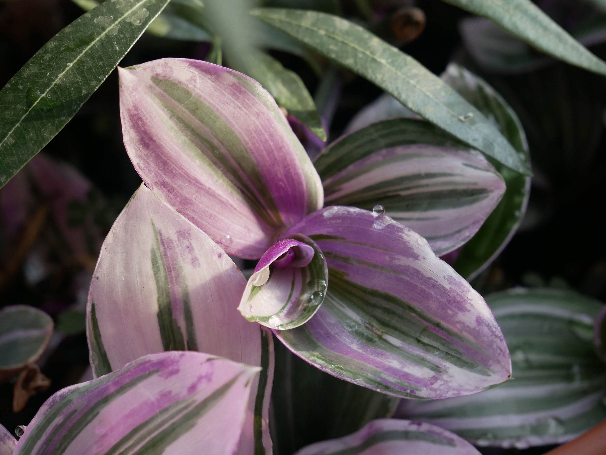 Floral Proof