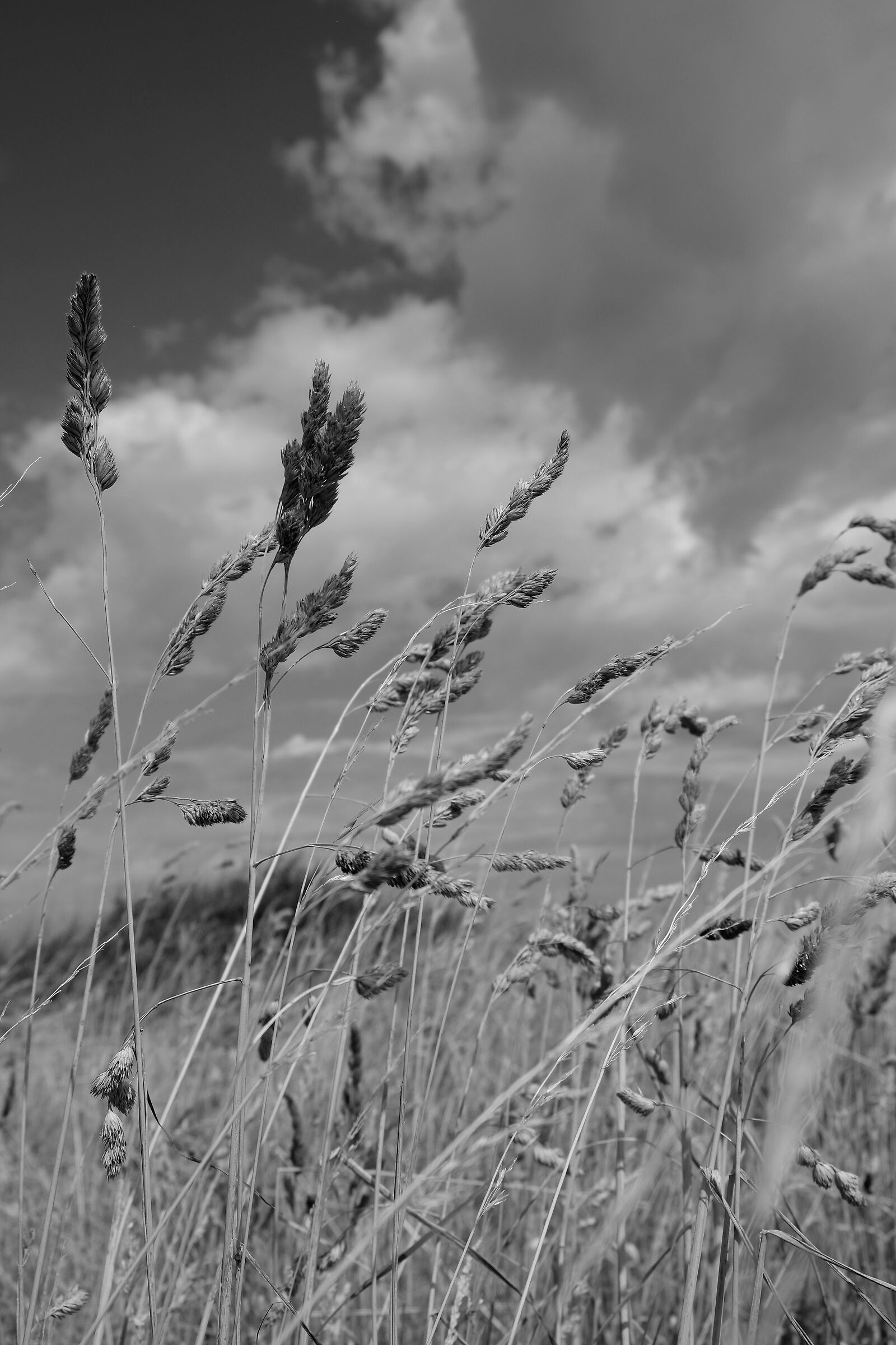 Ears of corn