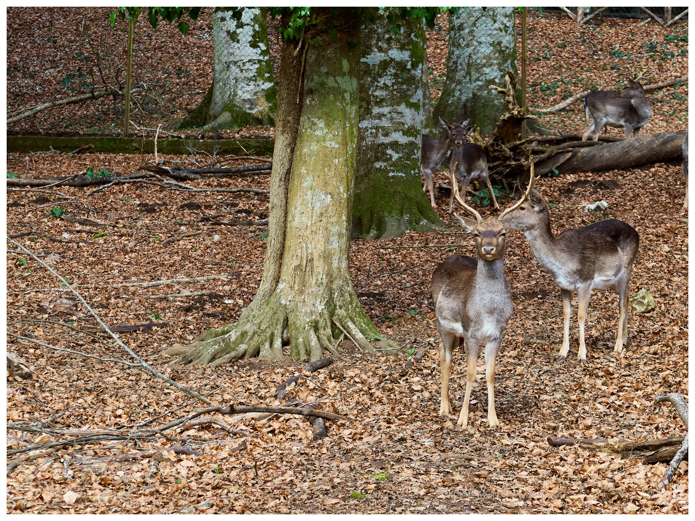 Fallow deer in the forest