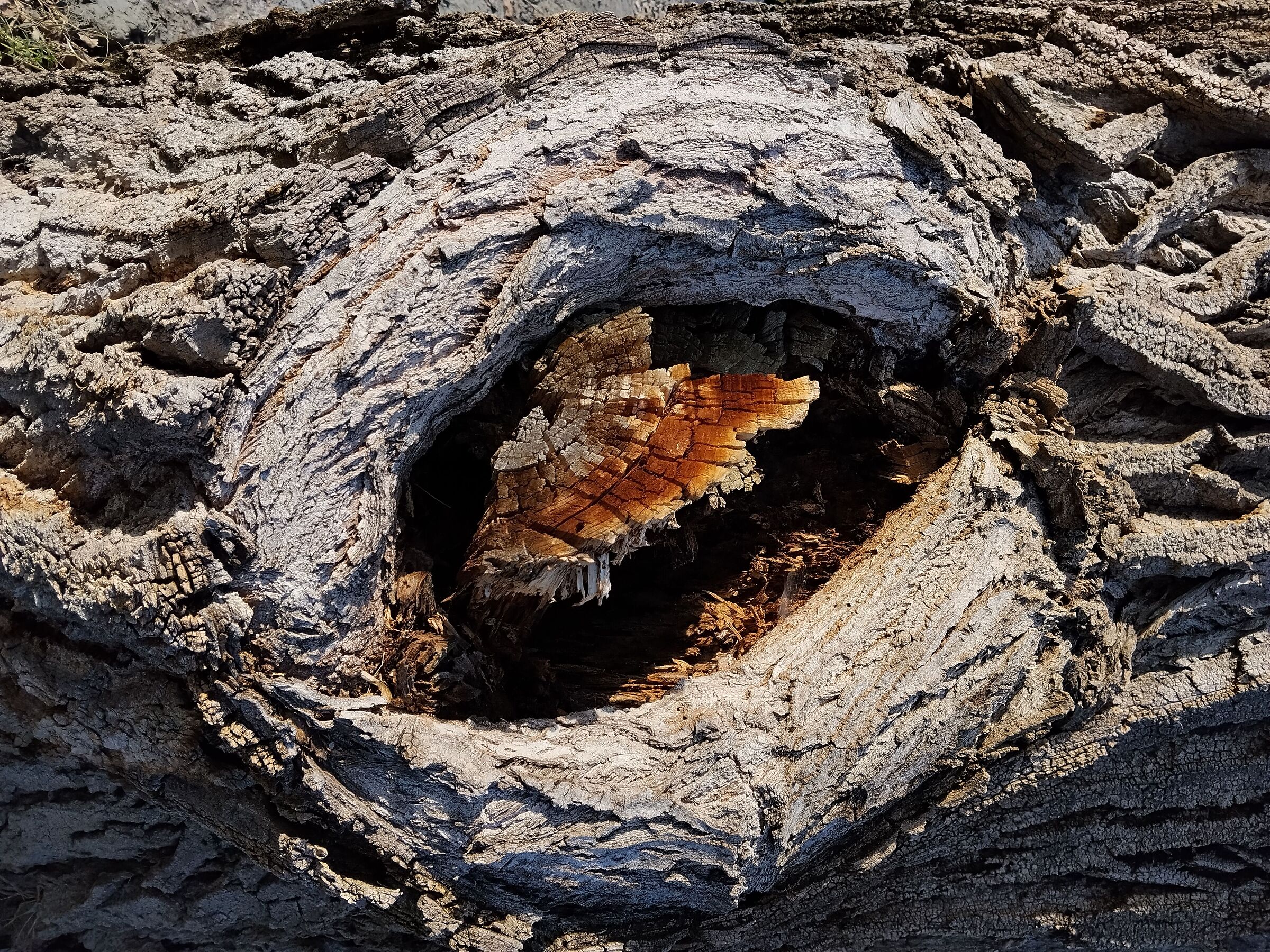 EyeTree