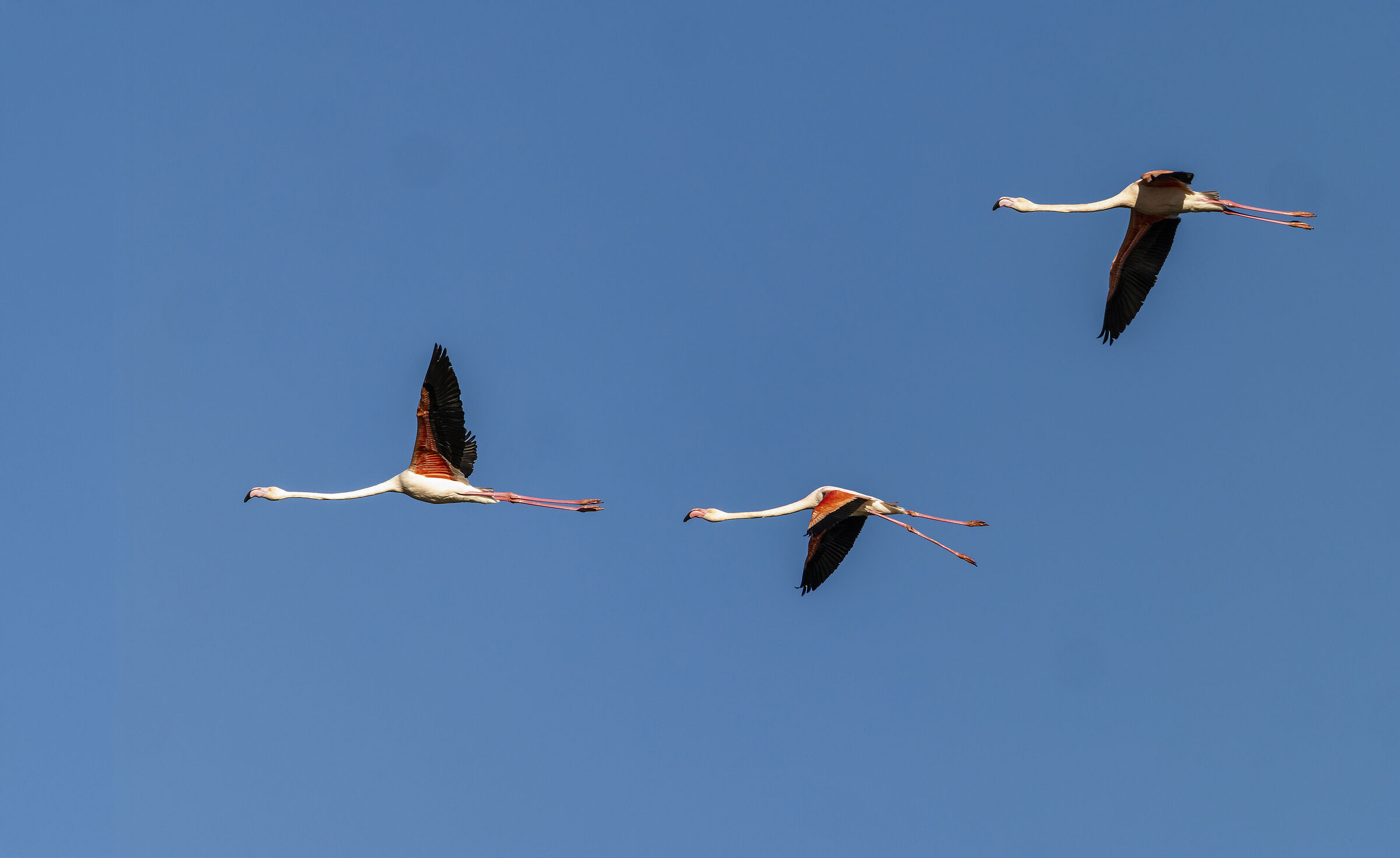 flamingos flying