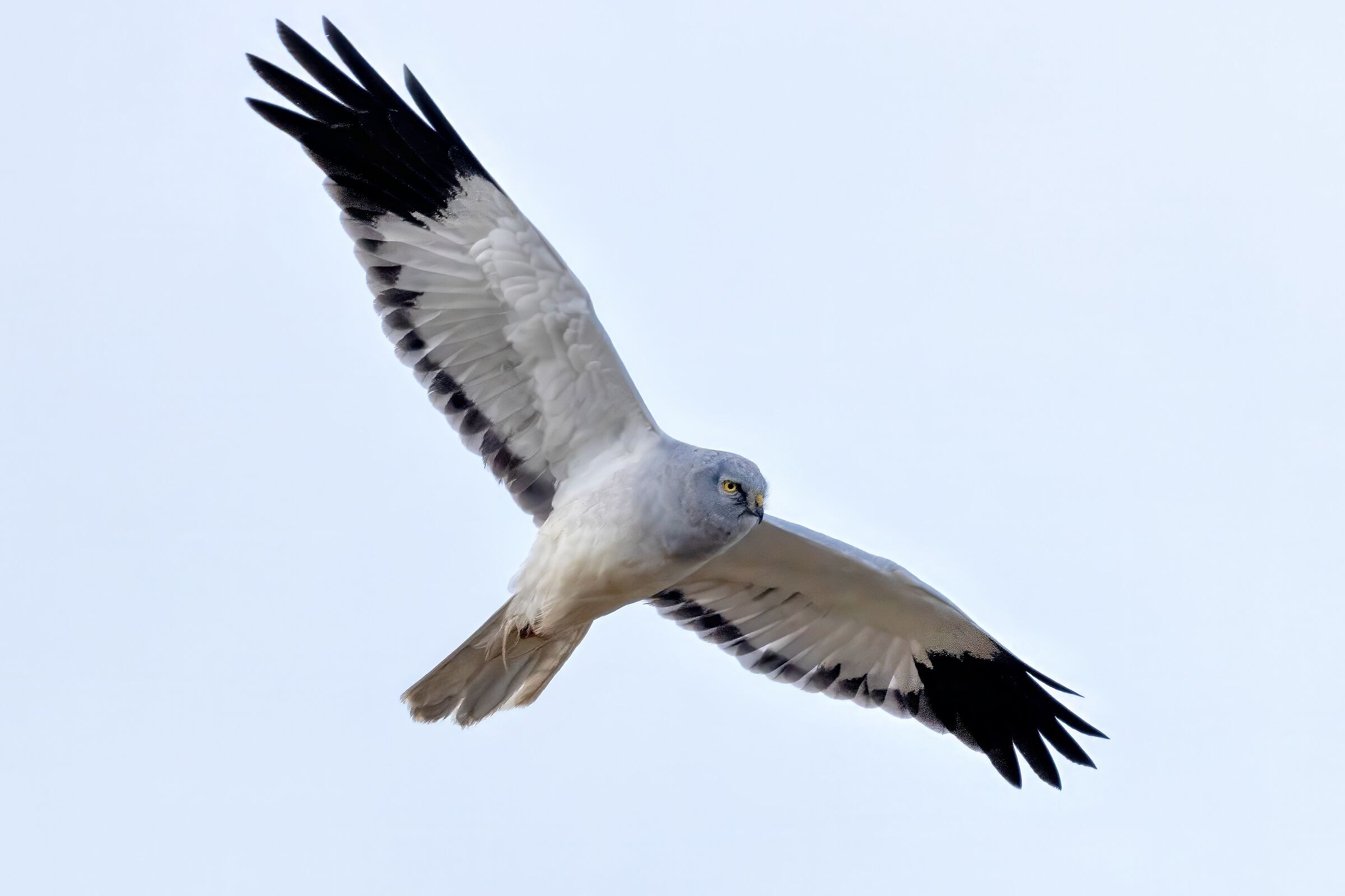 Hen Harrier (Circus cyaneus) male